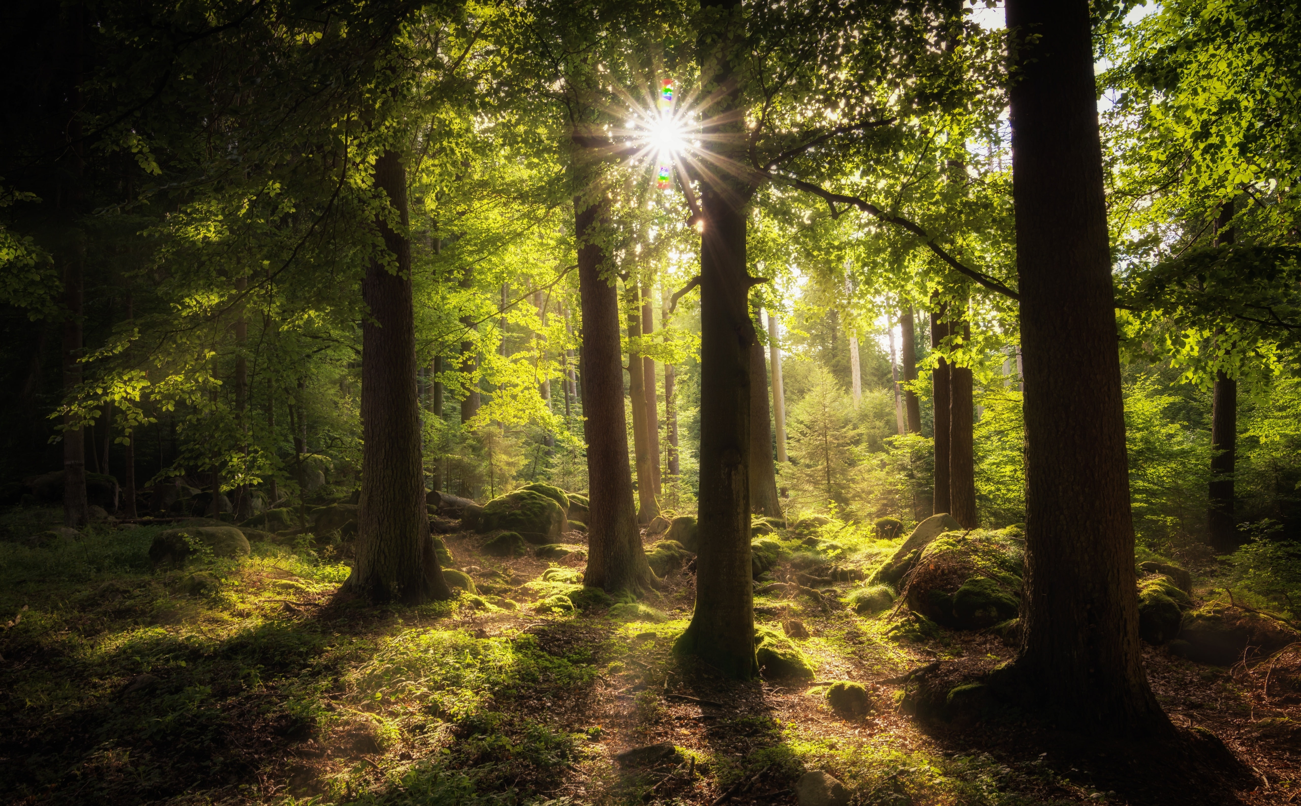 tree trunk, beauty in nature, streaming, lens flare, Sunlight, hd, Summer, Trees, Forests, day, Landscape, woodland, Hike, no people, trunk, Forest, non-urban scene, HD Wallpaper
