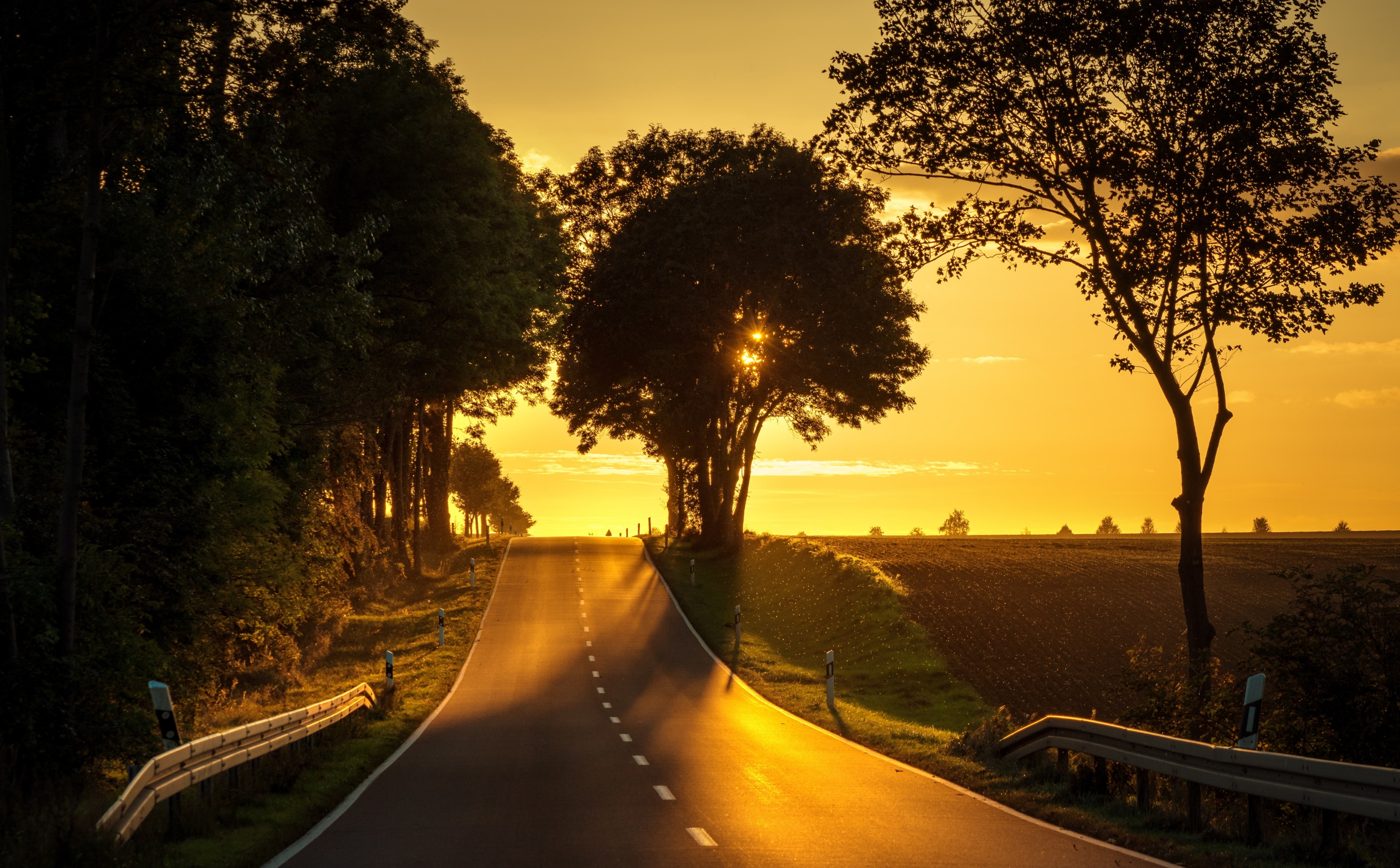 Scenery, marking, diminishing perspective, Light, Yellow, field, growth, Landscape, tranquility, outdoors, symbol, sky, beauty in nature, tree, Photo, Contrejour, HD Wallpaper