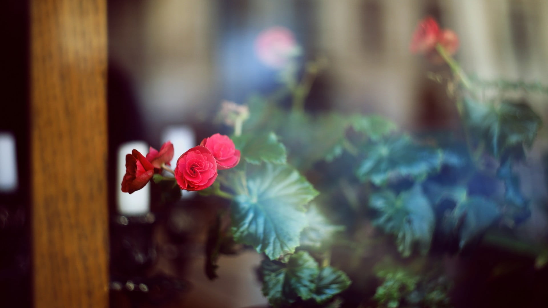 nature, selective focus, outdoors, beauty in nature, petal, no people, petaled, leaves, growth, plant, 1080P, vulnerability, flowering plant, inflorescence, HD Wallpaper
