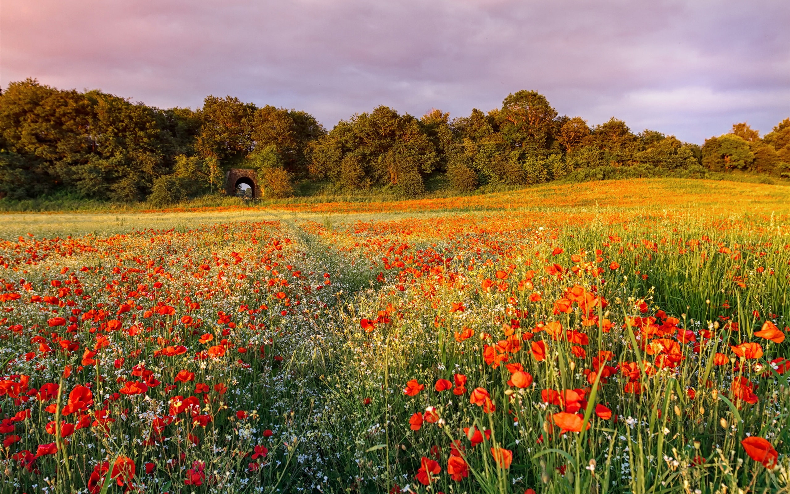 Fields, 2K, Sunset, Flowers, Trees, Evening, Poppies, HD Wallpaper