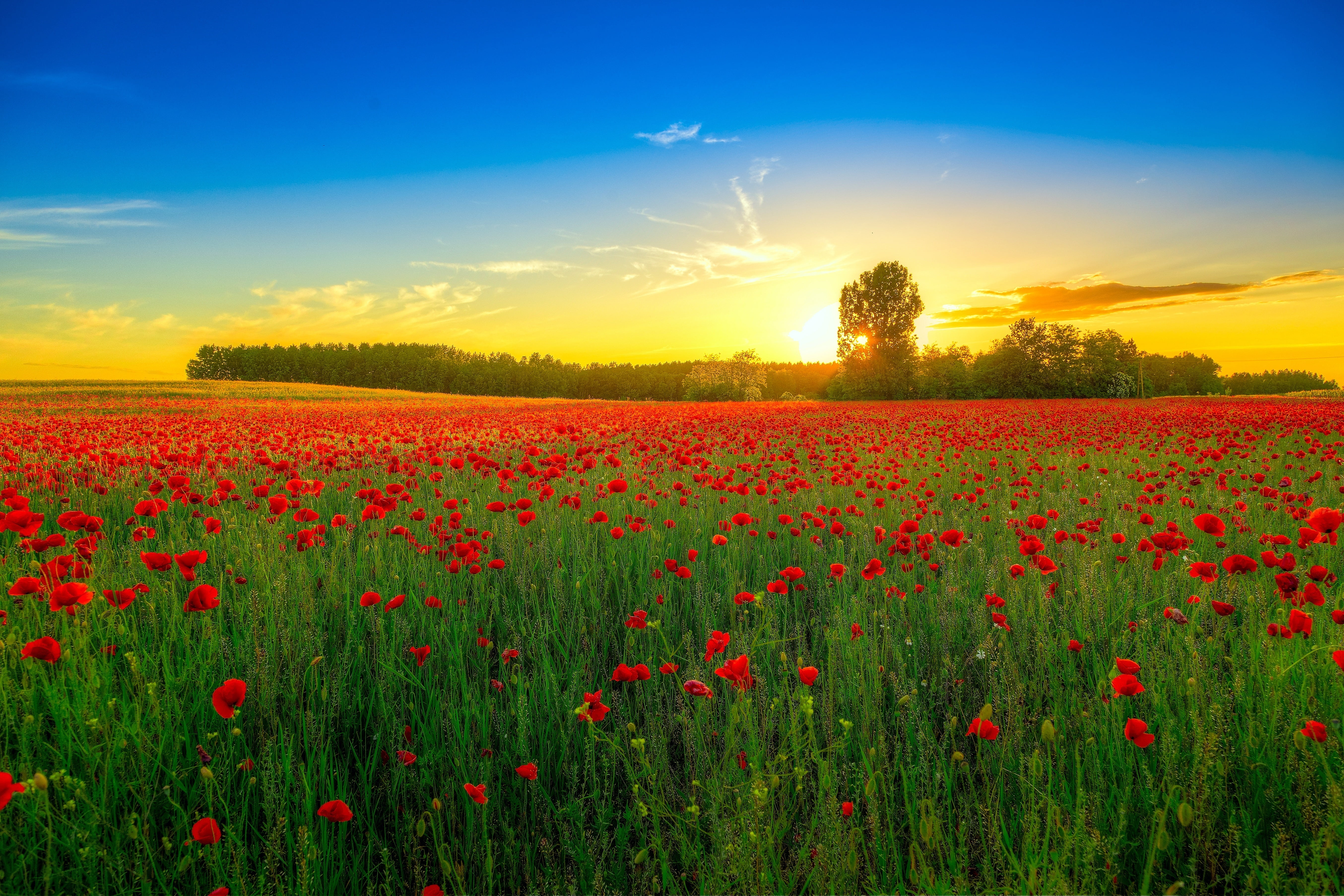 environment, plant, no people, clouds, nature, tranquility, tranquil scene, sunset, flowerbed, poppy, outdoors, poppies, sky, rural scene, land, red, cloud - sky, HD Wallpaper
