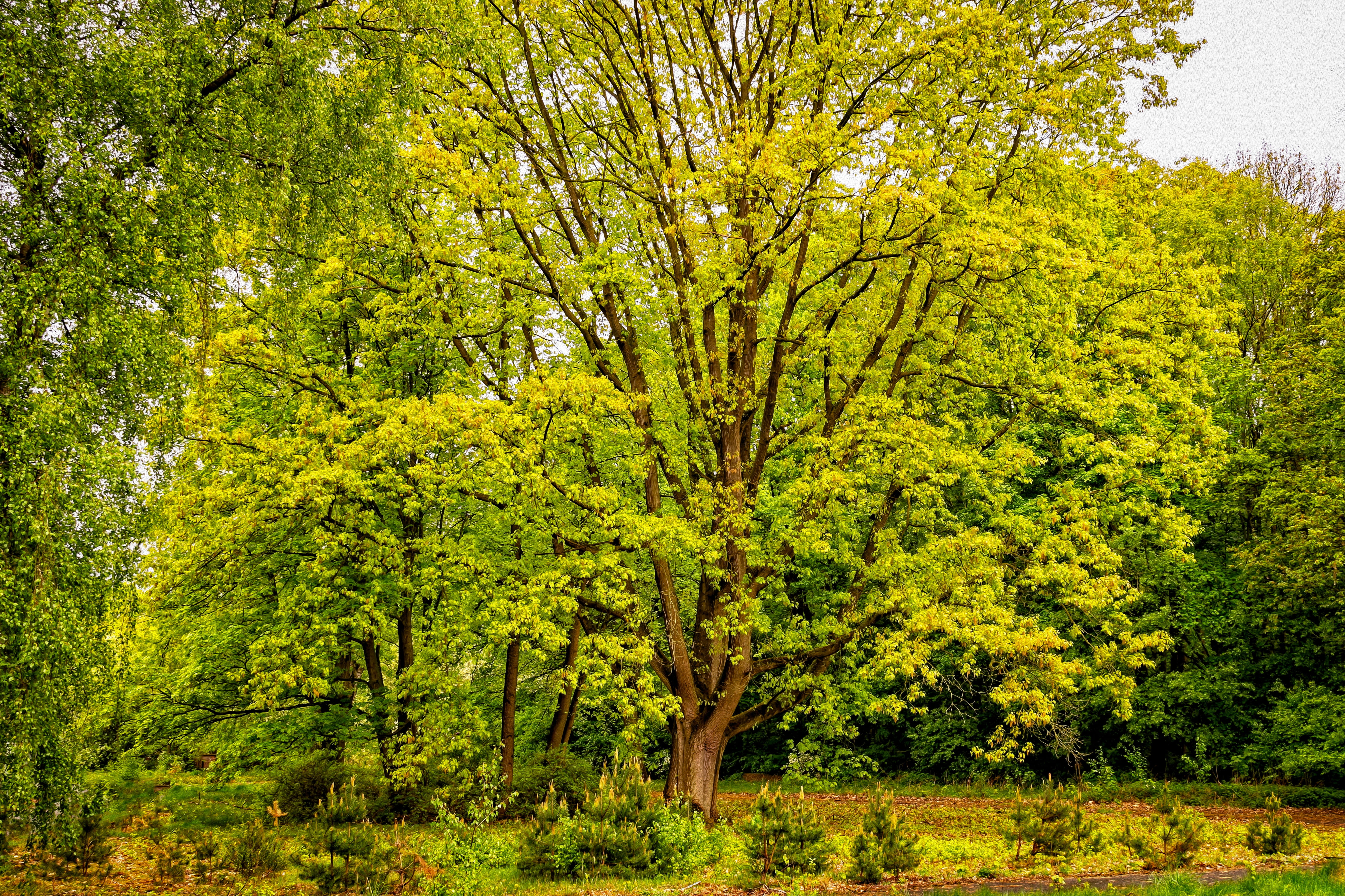 growth, canopy, tranquility, spring, foliage, 5K, peaceful, nature, ray of hope, leafed, tranquil scene, romantic, outdoors, trees, tree, non-urban scene, HD Wallpaper