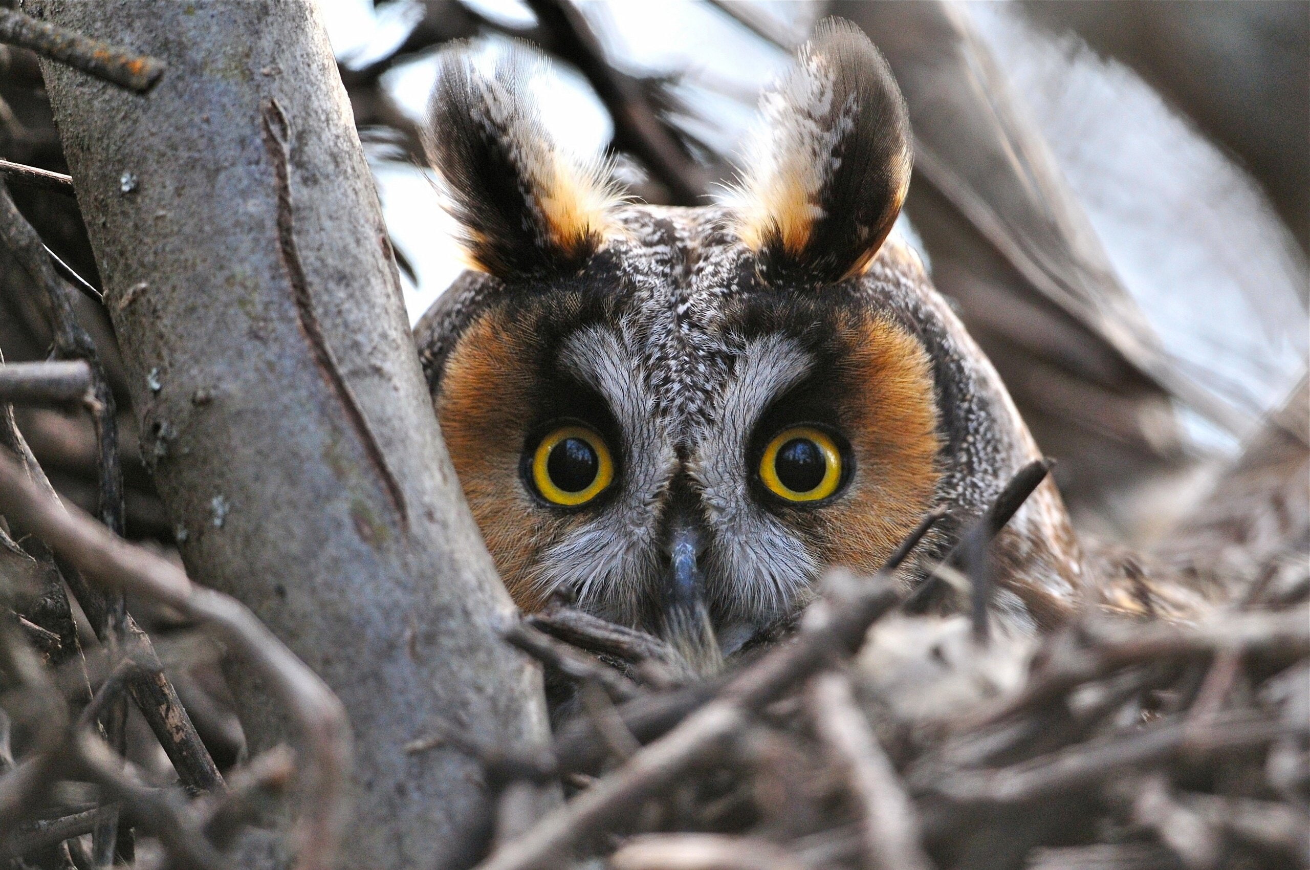 eyes, eared, Branches, owl, bird, head, Enormous, 2K, Long, HD Wallpaper