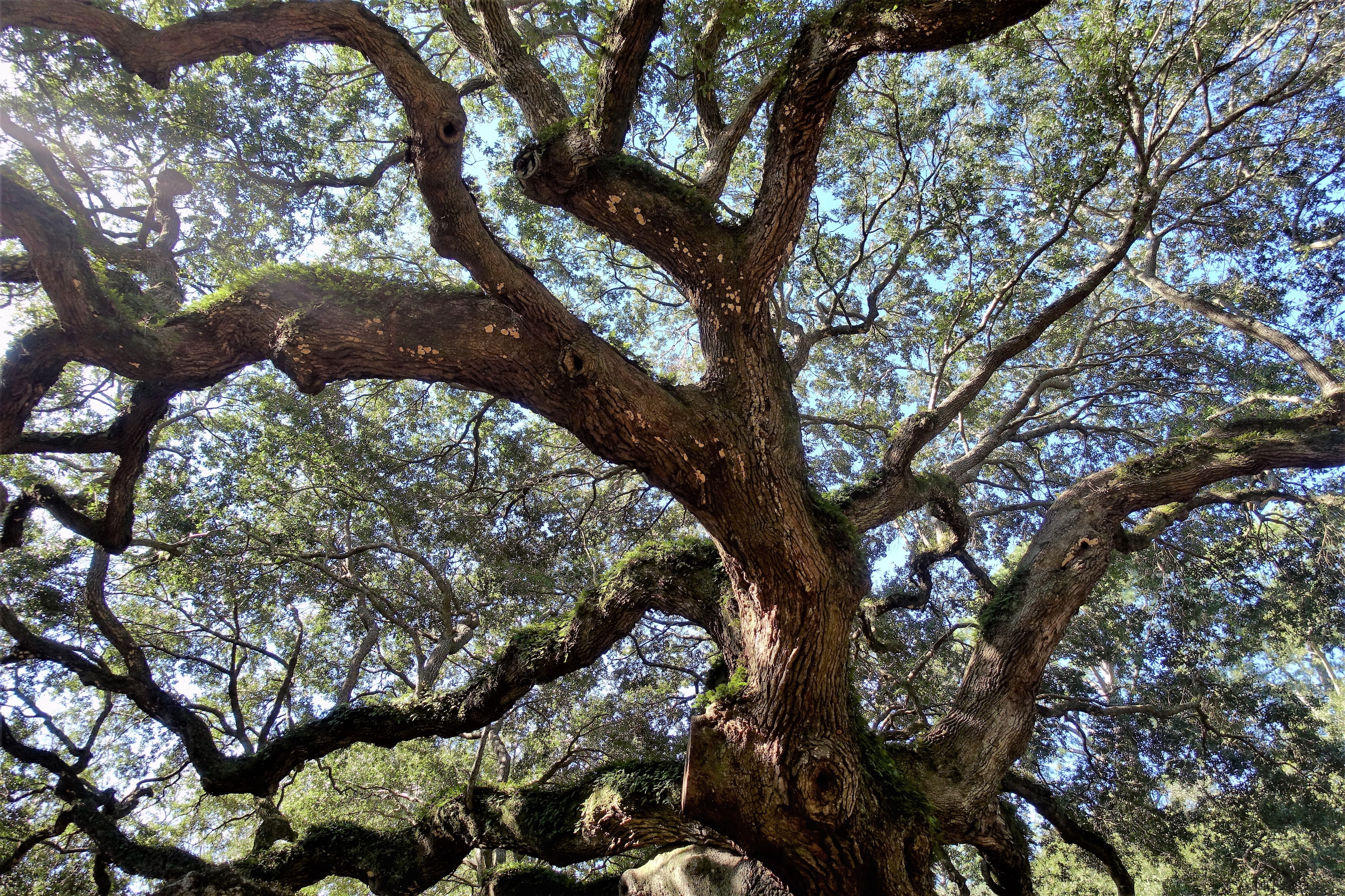growth, backgrounds, outdoors, green color, tree, day, sunlight, sky, low angle view, no people, beauty in nature, nature, south carolina, angel oak, enormous, HD Wallpaper