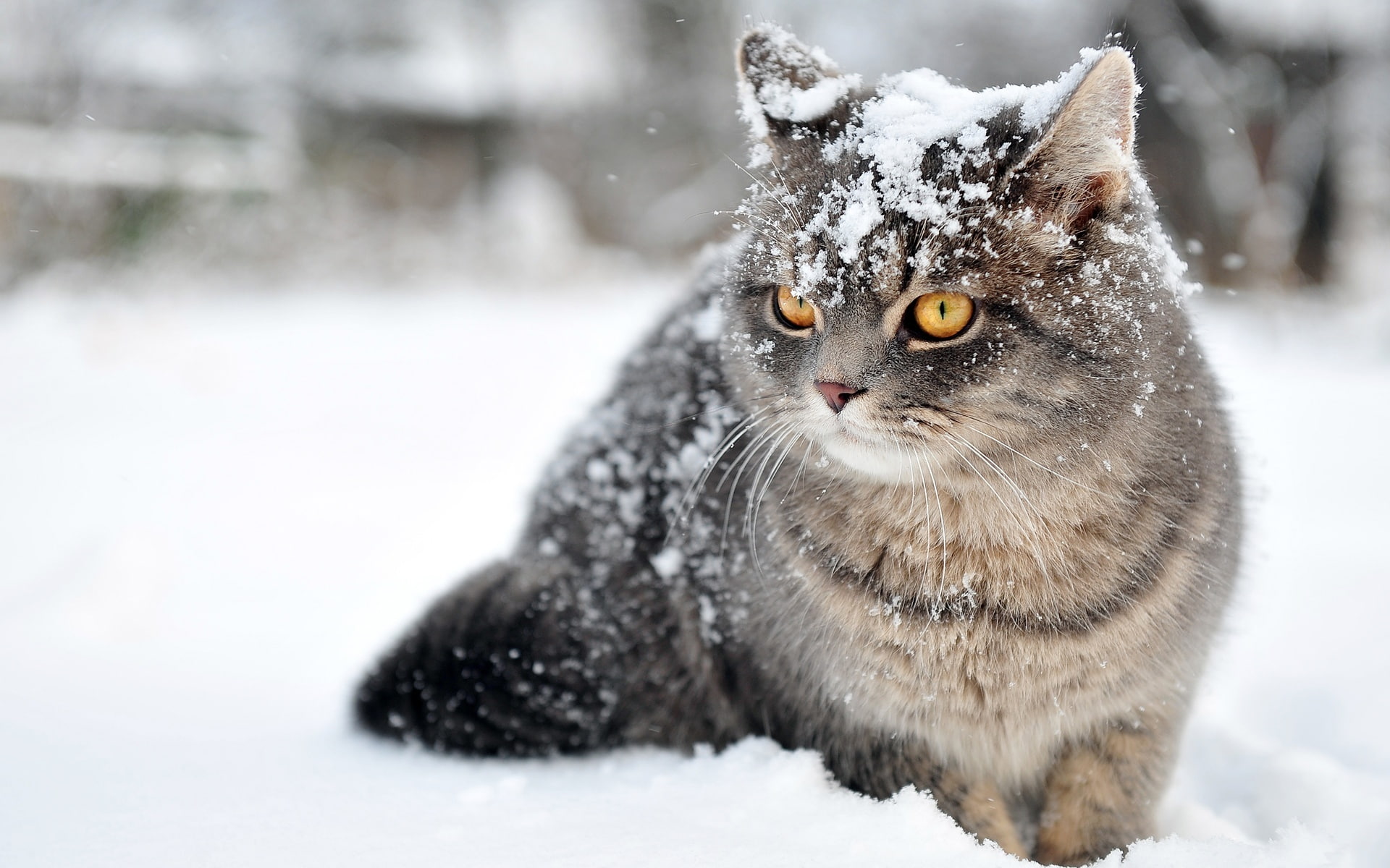 animales, nieve, 1080P, gato, felino, HD Wallpaper