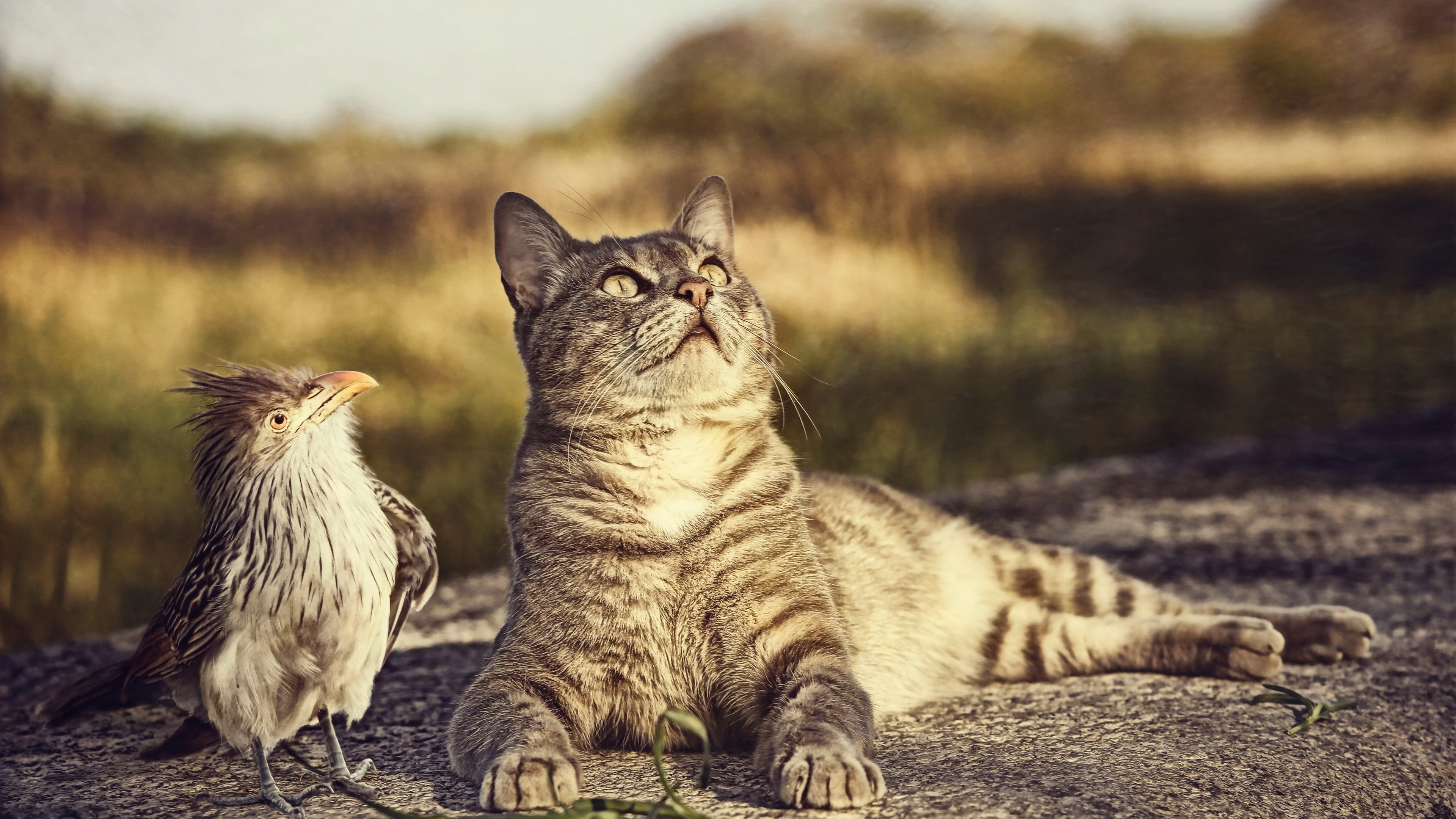 animals, black, birds, relaxation, nature, mammal, young animal, lying down, whisker, 4K, focus on foreground, one animal, vertebrate, pets, cat, feline, HD Wallpaper