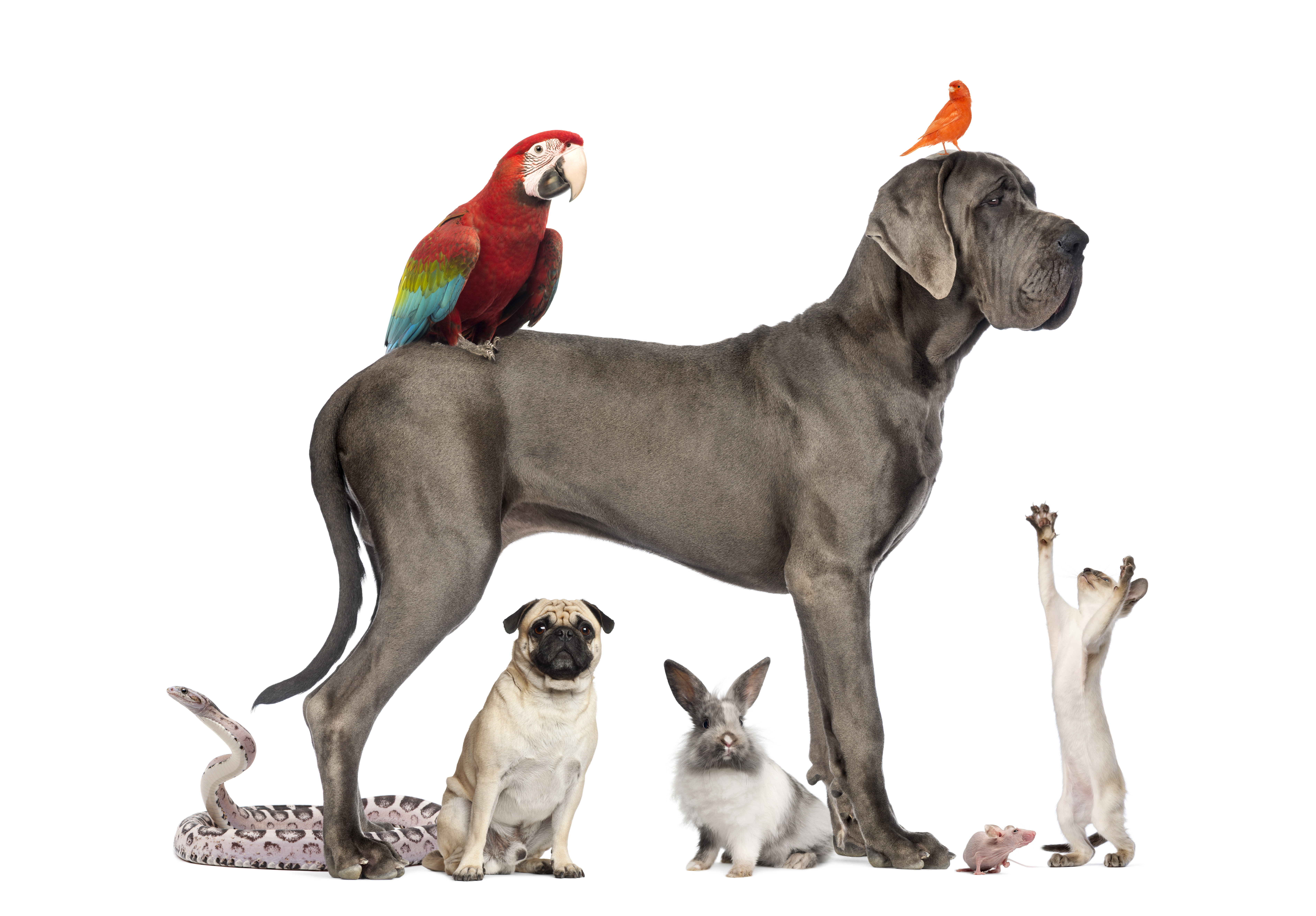 Macaw, Animal, Bird, 5K, Cat, Dog, Snake, Great Dane, Rabbit, Pets, HD Wallpaper
