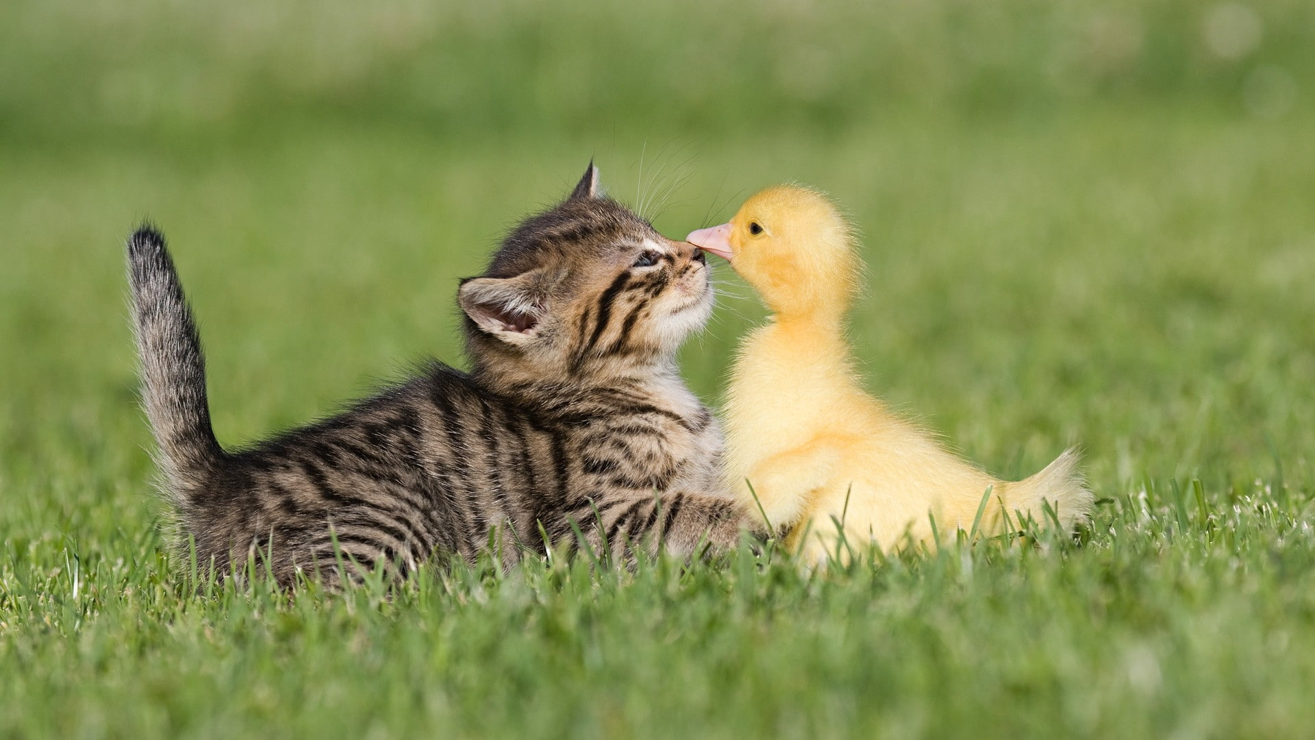 duckling, BIRDS, animals, art, ducks, cats, 1080P, x, baby, hd, kittens, HD Wallpaper