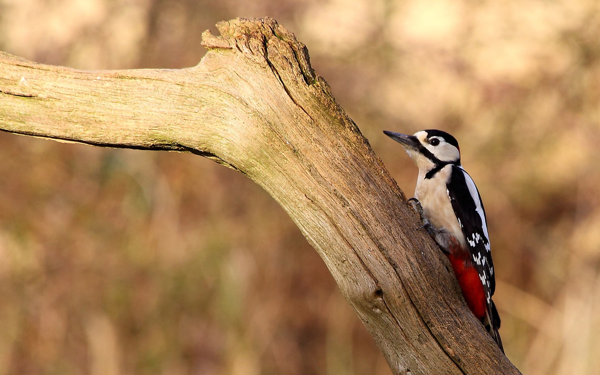 brown, nature, perching, white, day, 1080P, vertebrate, black, birds, no people, woodpeckers, one animal, wood - material, animal wildlife, tree, animal, HD Wallpaper