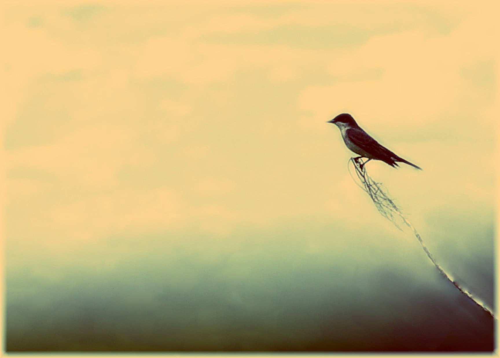 perching, vertebrate, birds, nature, no people, auto post production filter, cloud - sky, animal wildlife, animals, clouds, outdoors, animal themes, bird, HD Wallpaper