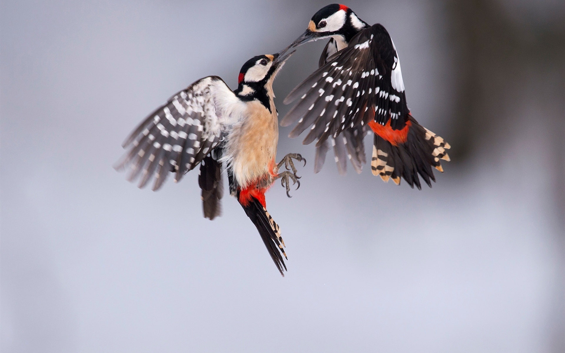 Birds, Spotted, Two, 1080P, Woodpecker, Great, HD Wallpaper