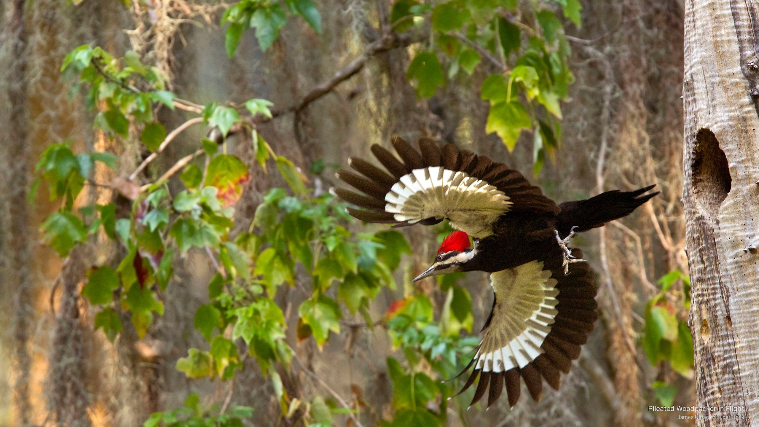 flight, 2K, woodpecker, Birds, pileated, HD Wallpaper