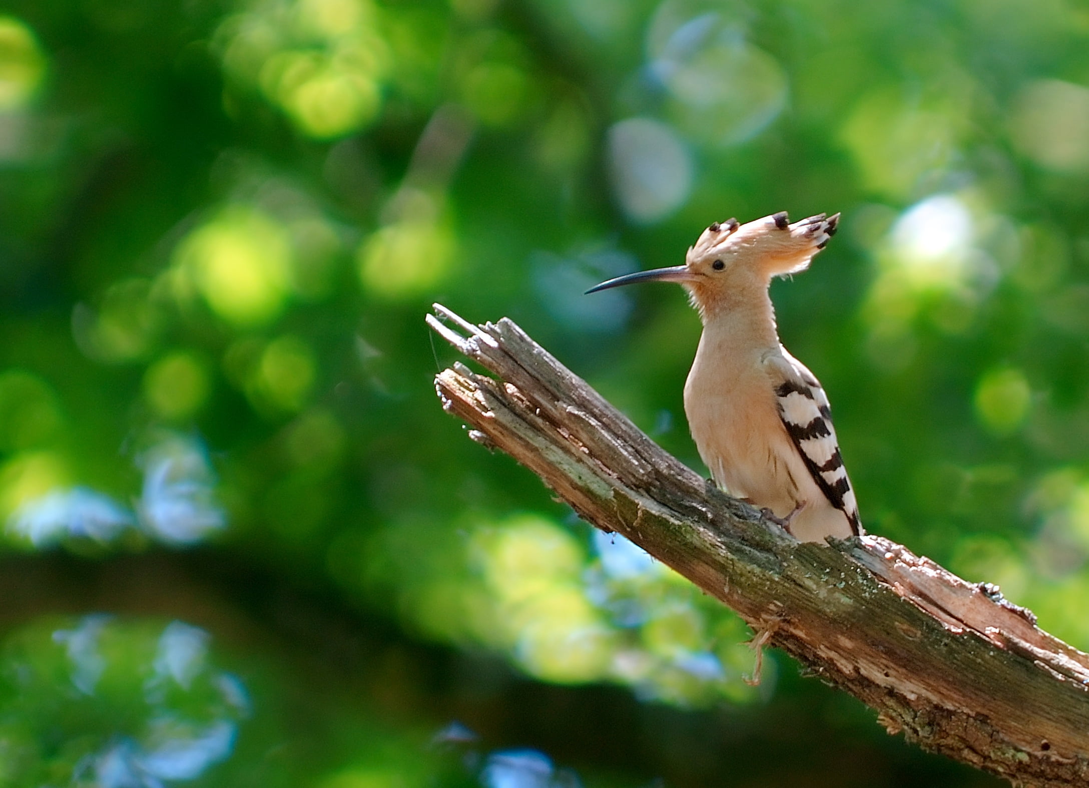 bird, hoopoe, beak, bird Watching, small, branch, beauty In Nature, one Animal, selective focus, focus on foreground, plant, summer, green Color, day, full length, HD Wallpaper