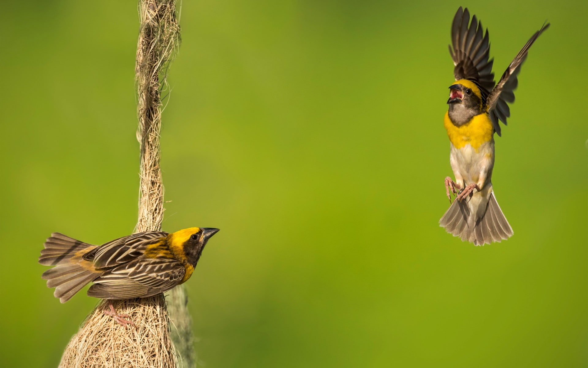 woodpecker, animal wildlife, animal, green, animals in the wild, depth of field, group of animals, birds, day, animal family, outdoors, close-up, bird, HD Wallpaper