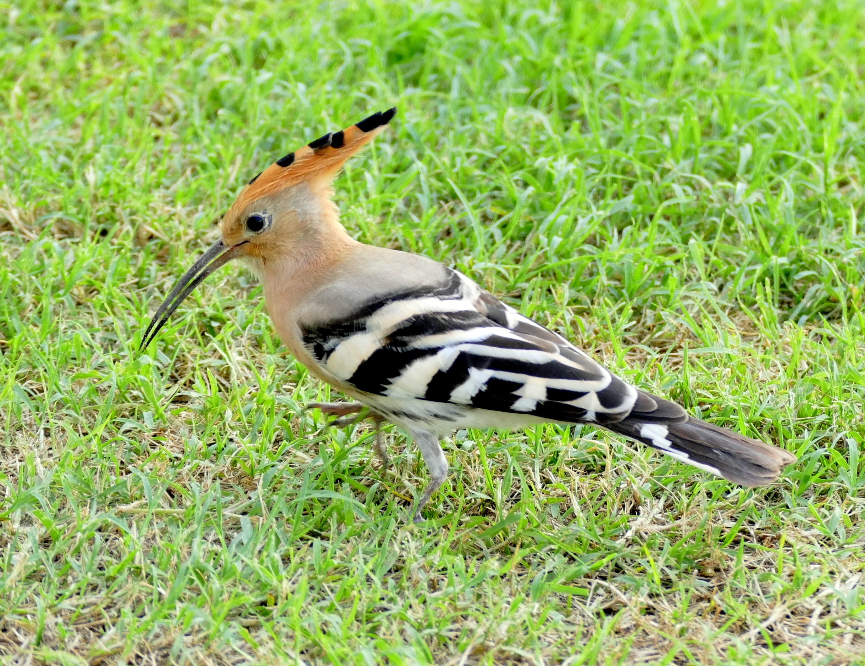 animal markings, Species, close-up, no people, animals And Pets, feather, focus on foreground, field, woodpecker, plant, animal themes, grass, one Animal, HD Wallpaper