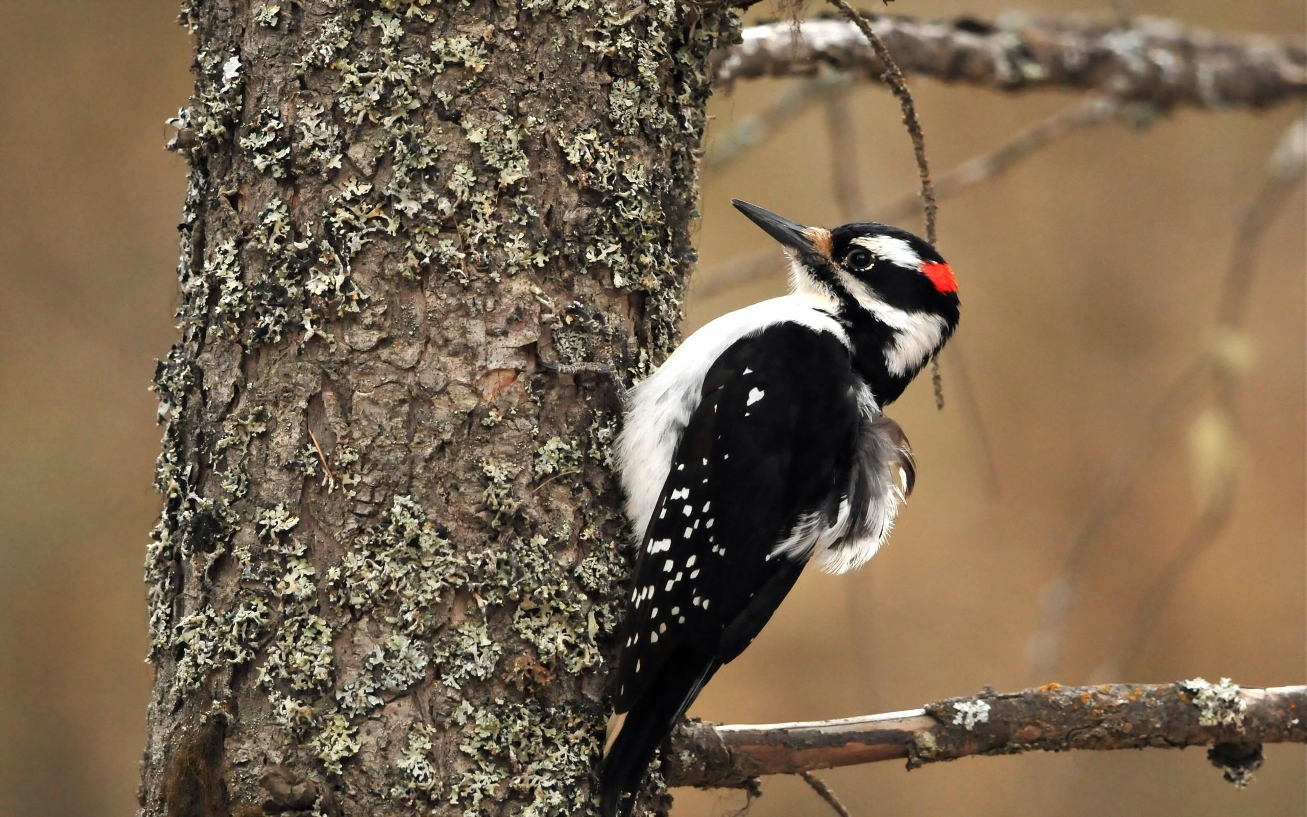 woodpecker, bird, 2K, HD Wallpaper