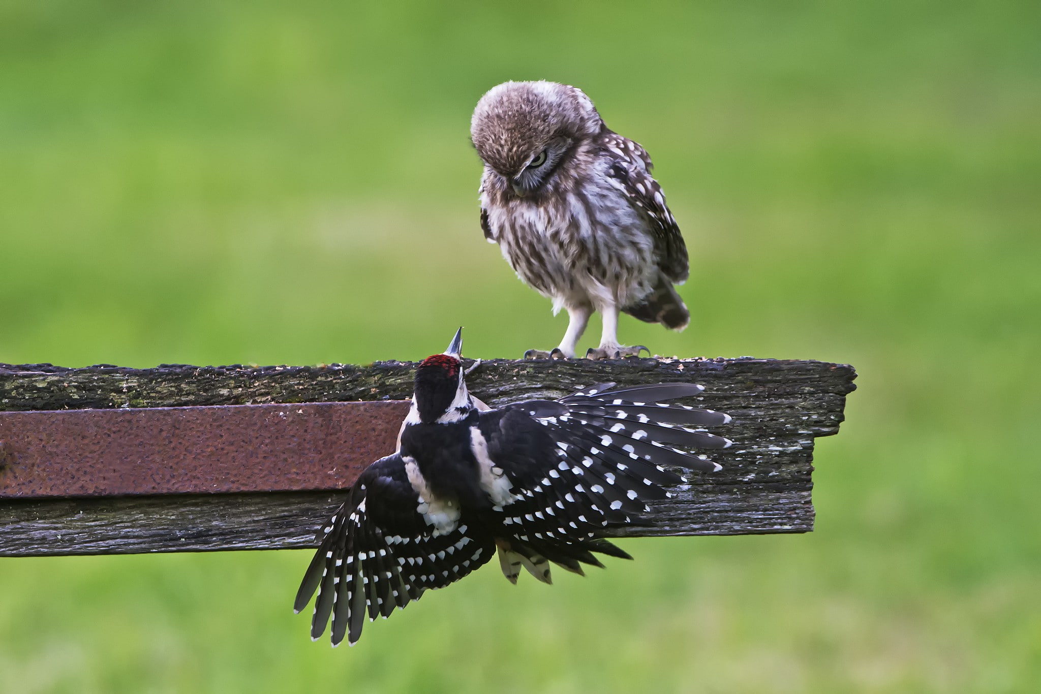Nature, Bird, 1080P, owl, background, woodpecker, board, HD Wallpaper