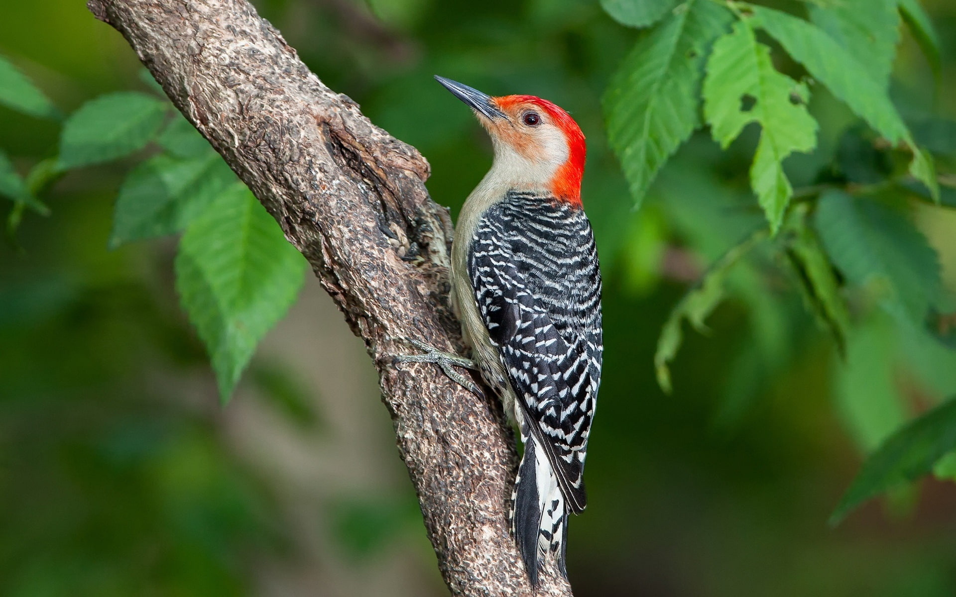 close, Bird, Woodpecker, Tree, 1080P, HD Wallpaper
