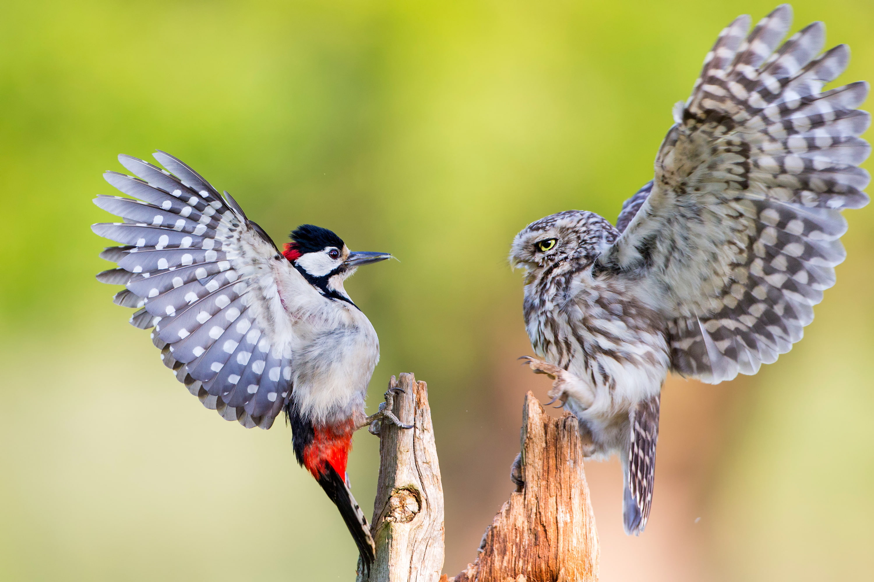 Little owl, Woodpecker, 2K, Birds, HD Wallpaper