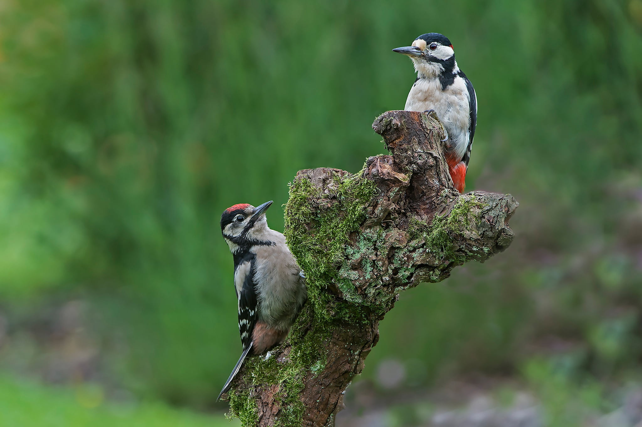 Wildlife, 1080P, Bird, Woodpecker, Birds, HD Wallpaper