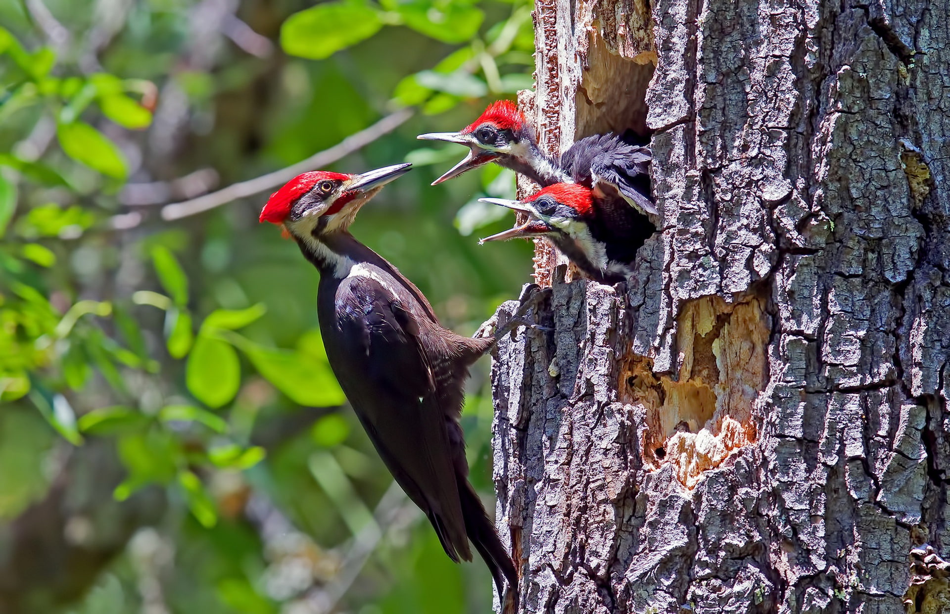 birds, nature, 1080P, Male Pileated Woodpecker, HD Wallpaper
