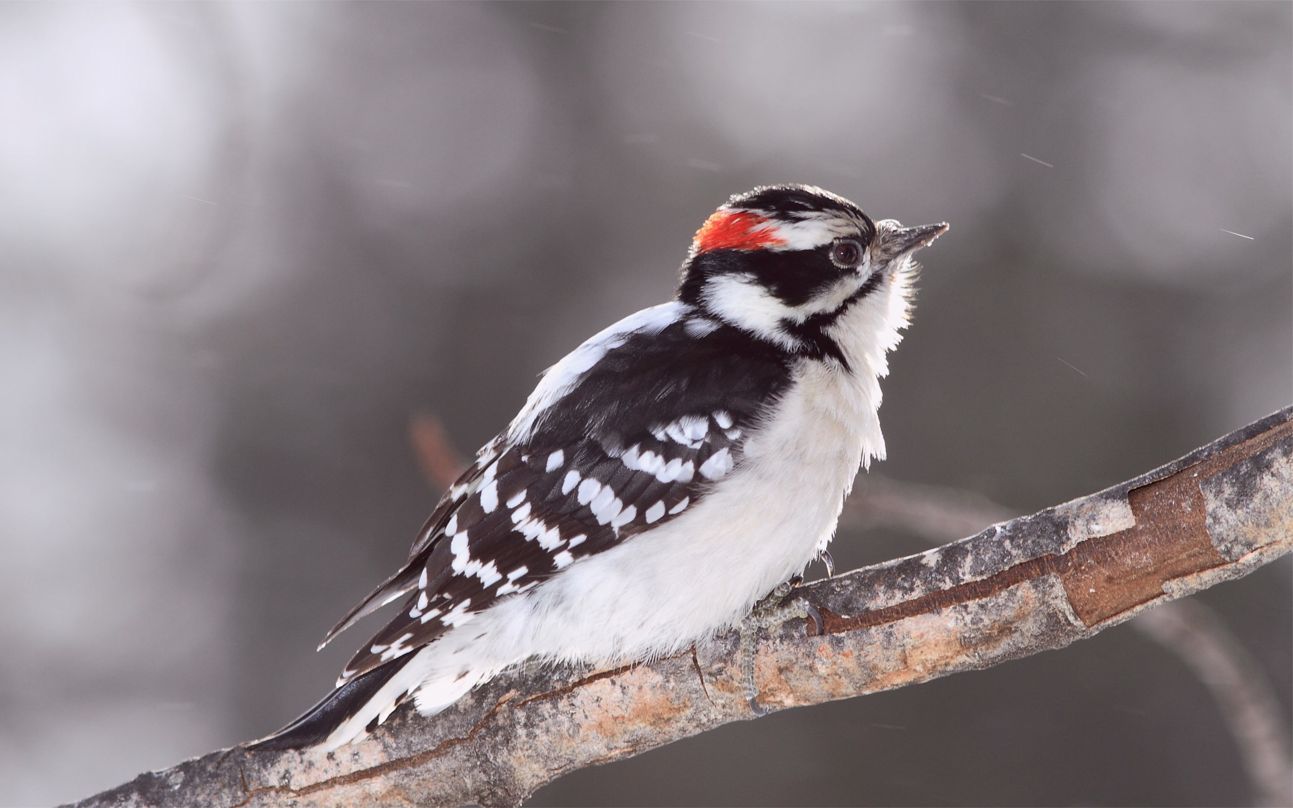 Branch, 2K, Tree, Woodpecker, HD Wallpaper