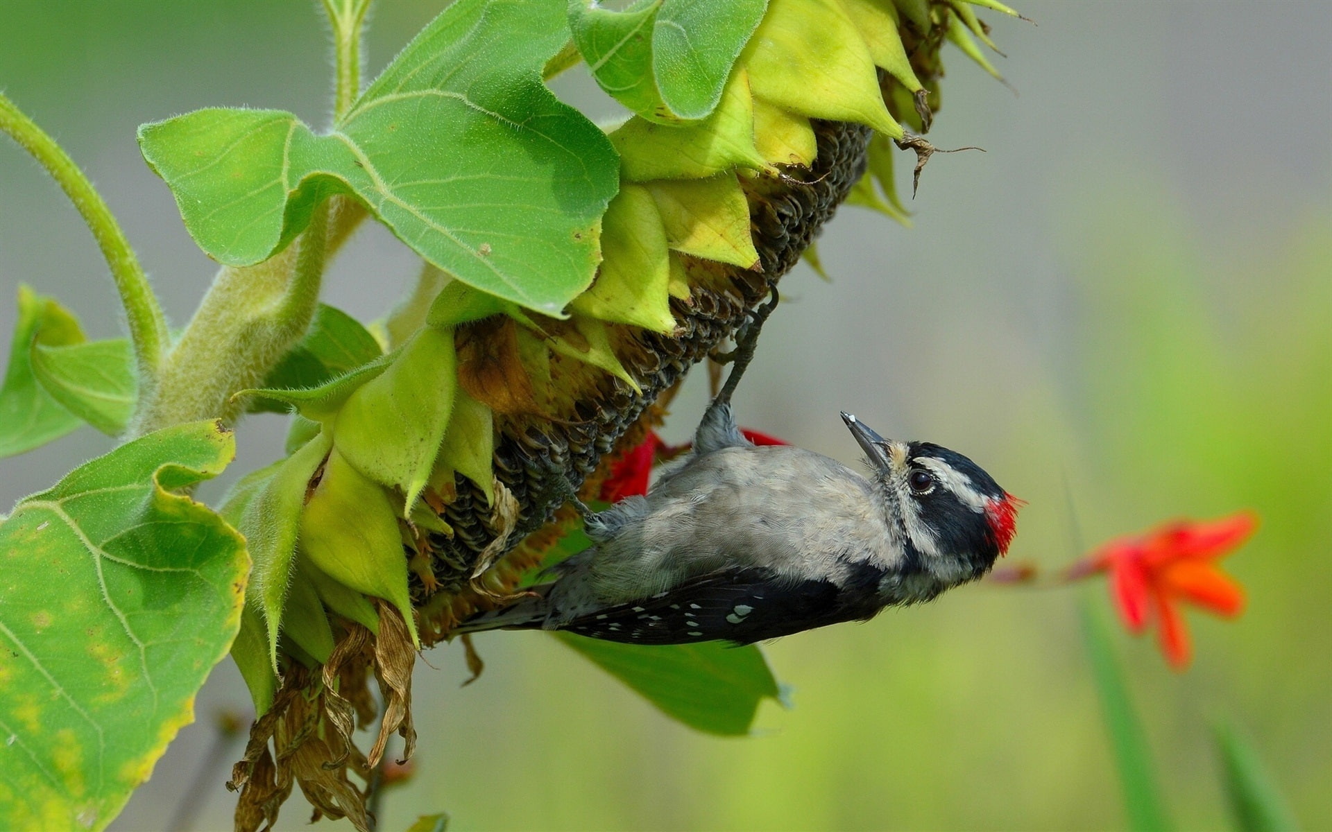 1080P, Bird, Sunflower, Leaves, Woodpecker, HD Wallpaper