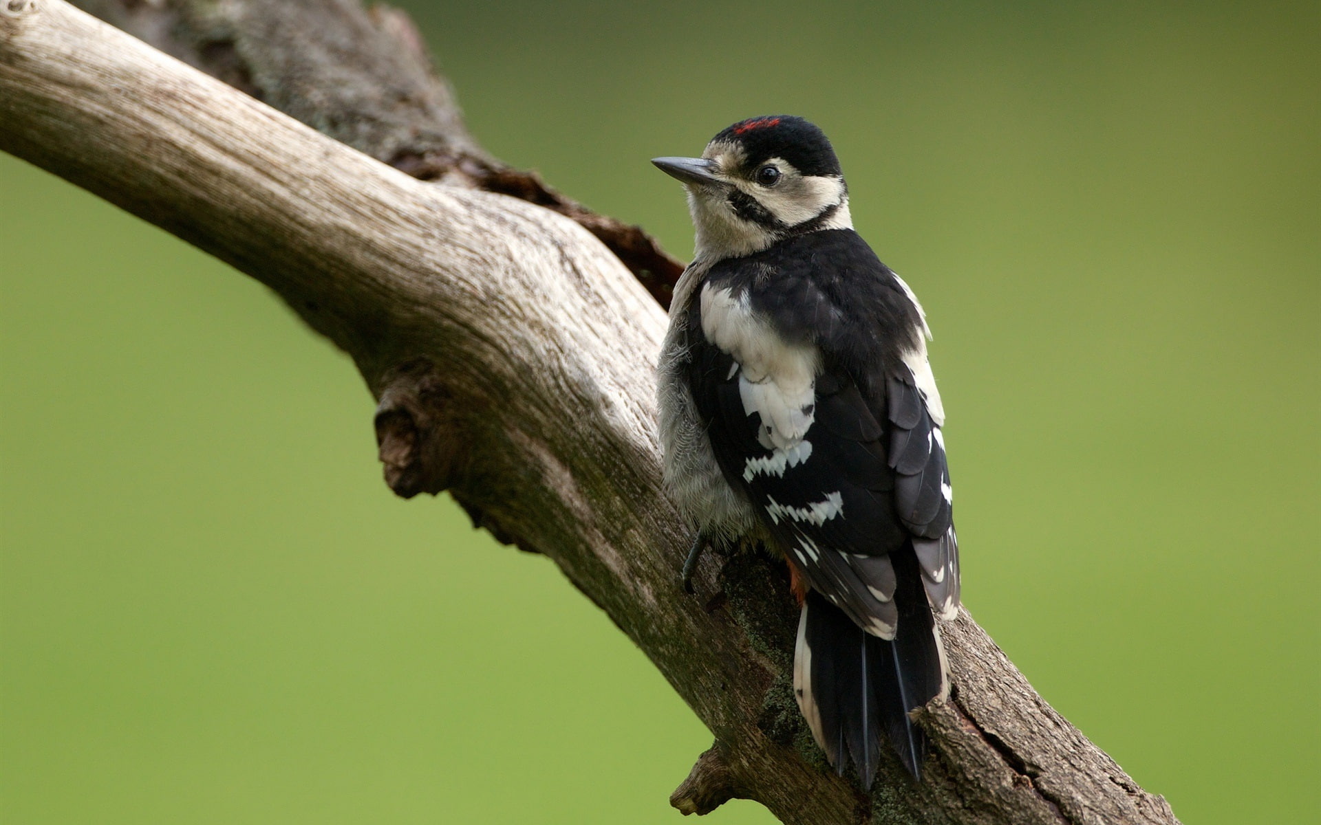 Bird, Woodpecker, feathered, black, 1080P, Trunk, white, Tree, HD Wallpaper