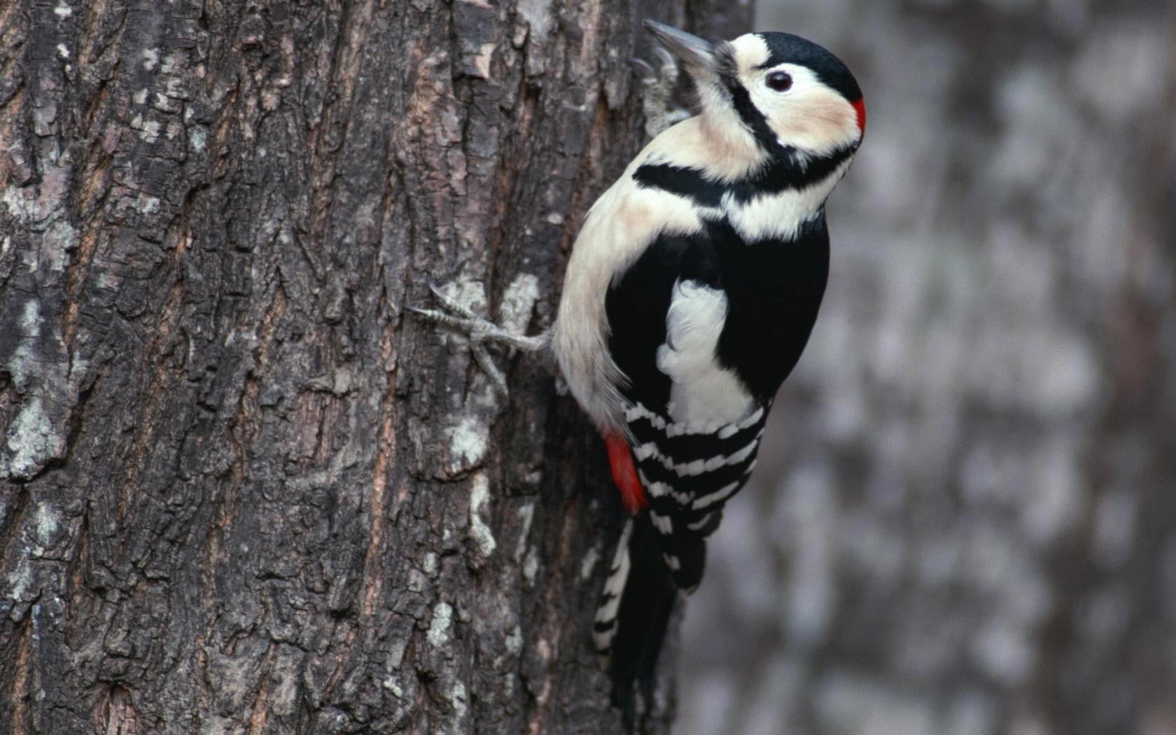 plant, animal themes, red, 720P, focus on foreground, animals in the wild, branch, tree, animal wildlife, outdoors, perching, day, close-up, nature, black, HD Wallpaper