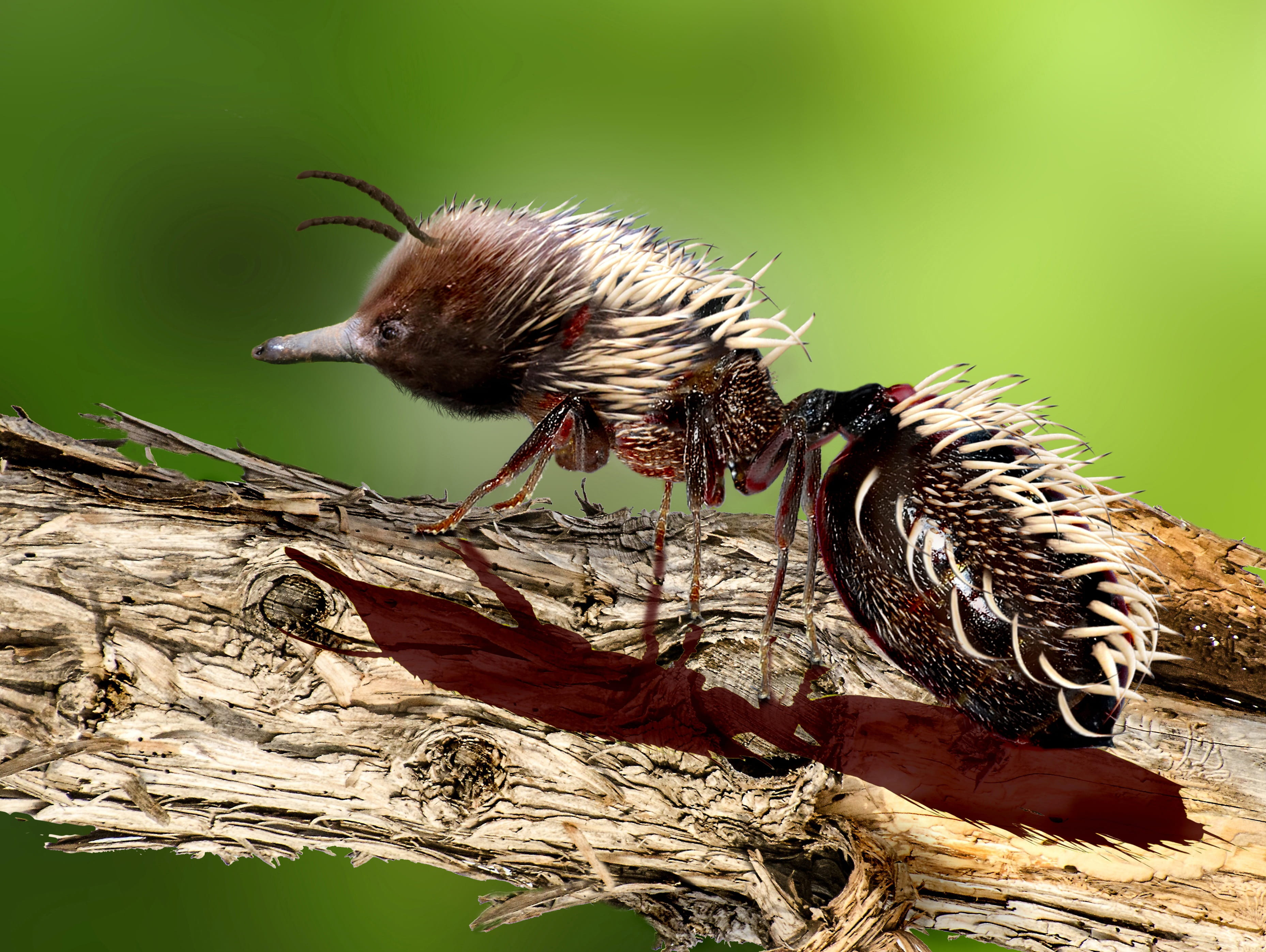 selective focus, day, animal wildlife, beauty in nature, animal, outdoors, vertebrate, no people, focus on foreground, ant, tree, close-up, echidna, hedgehog, HD Wallpaper