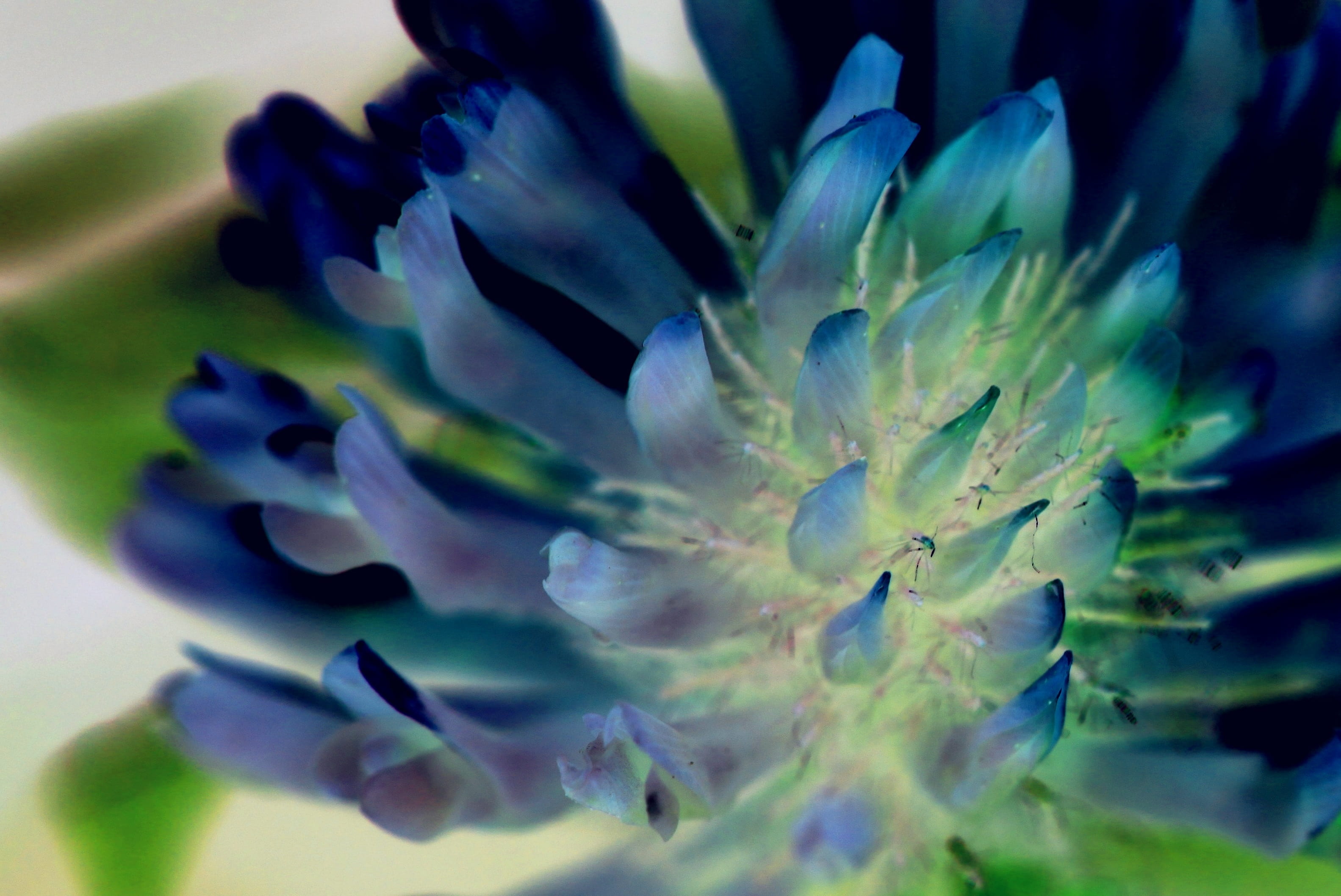 roadside, nature, blue, flowering plant, beauty in nature, macro, day, negative, close, inflorescence, flora, plant, flowers, false color, petal, flower, HD Wallpaper