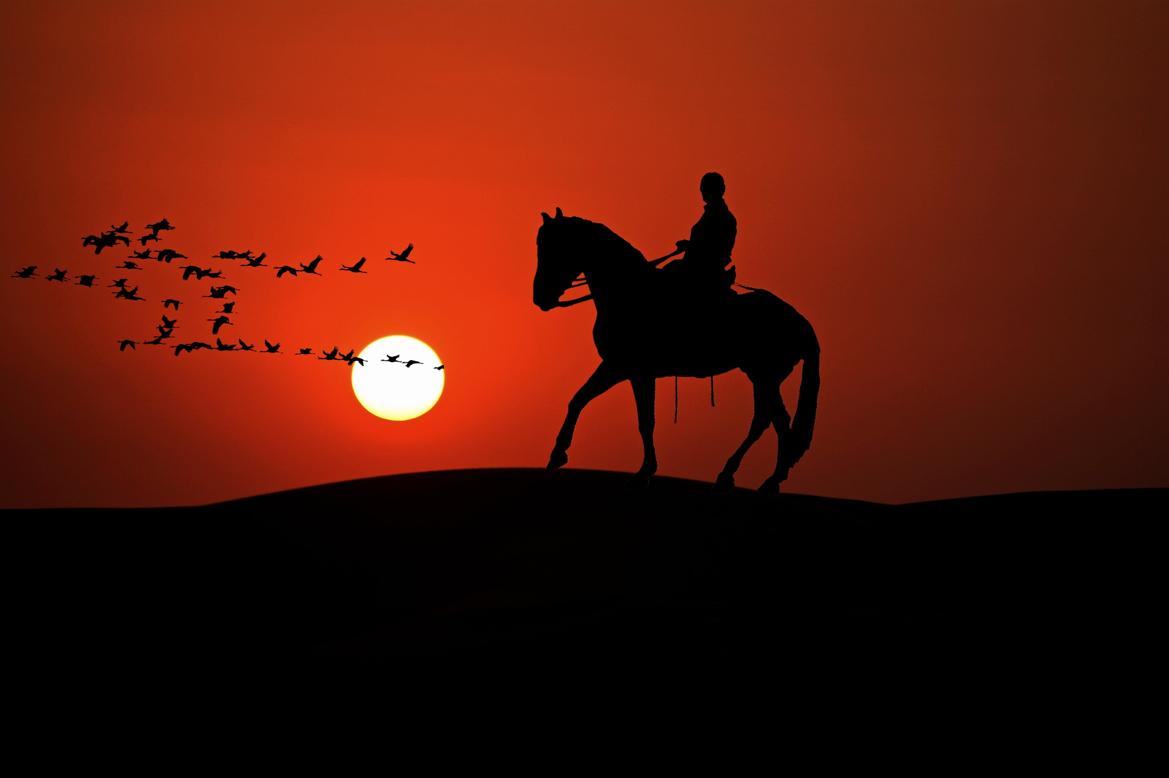 nature, sky, livestock, outdoors, domestic animals, side view, animal, dusk, vertebrate, leisure, back light, mammal, group of animals, silhouette, herbivorous, HD Wallpaper