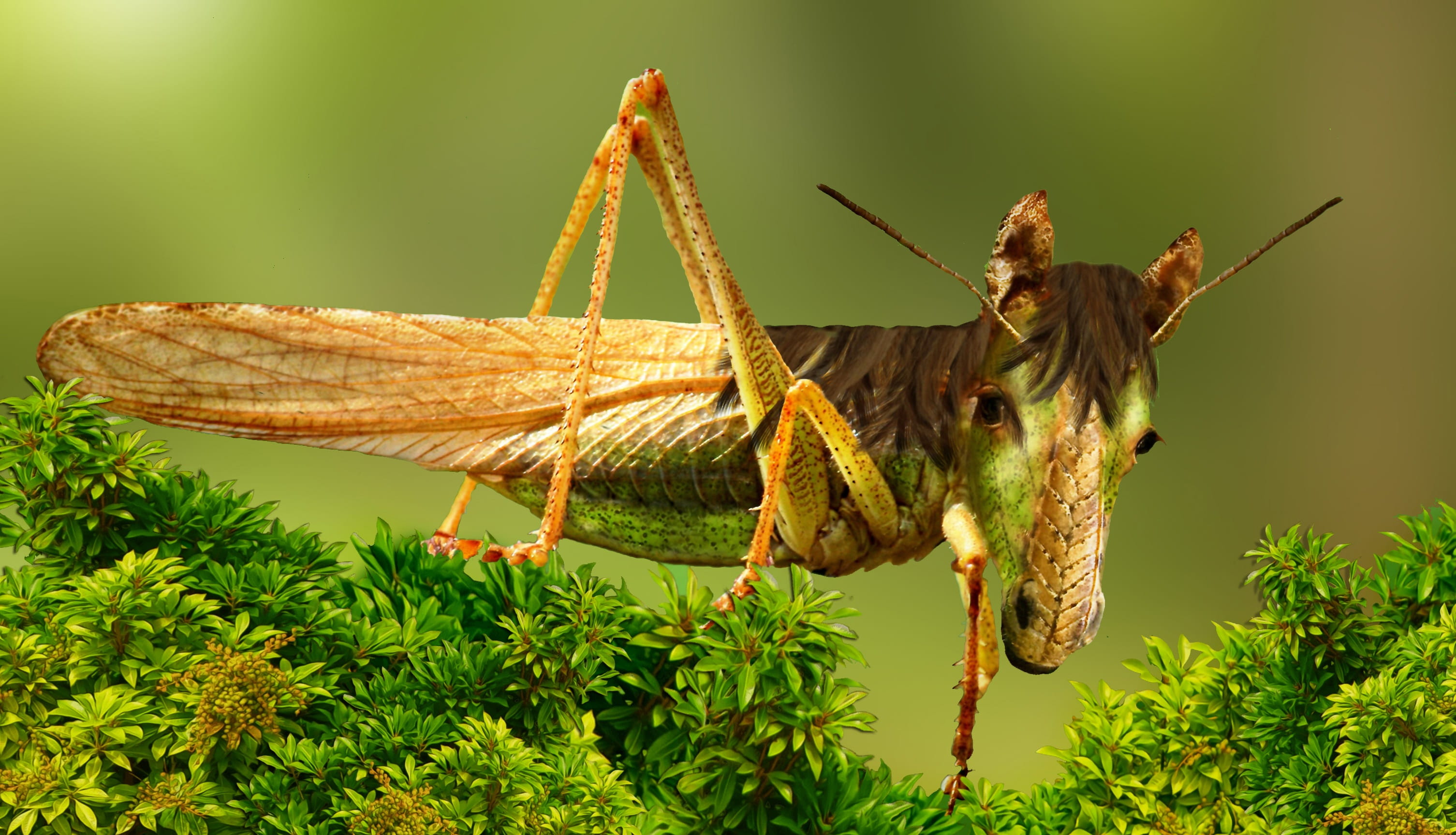 plant, digiart, animals in the wild, close-up, outdoors, one animal, animal world, green color, focus on foreground, no people, viridissima, green, invertebrate, HD Wallpaper