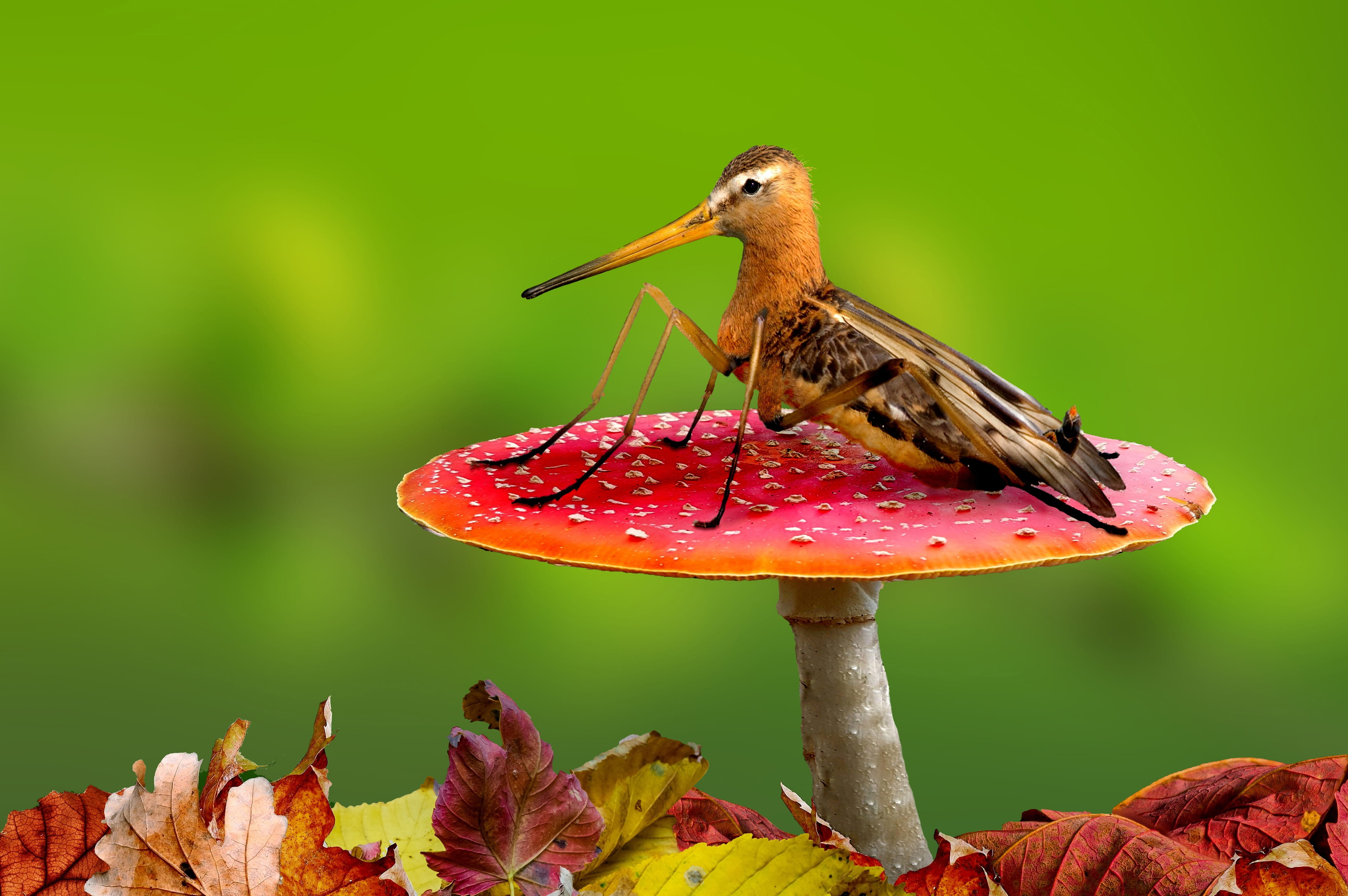 mushroom, focus on foreground, green color, digiart, image editing, day, animal, animal world, animals in the wild, plant, insect, 4K, hybrid, outdoors, HD Wallpaper