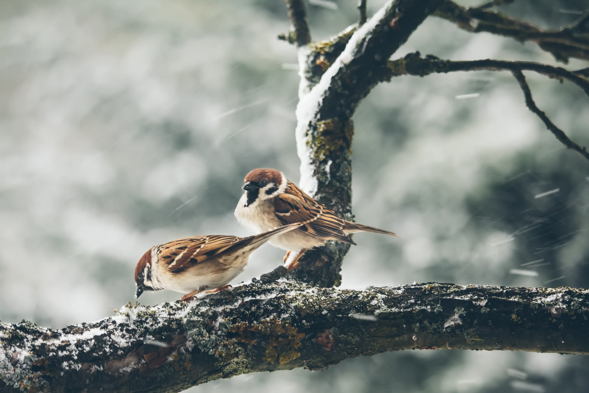 winter, nature, day, animal, outdoors, birds, animal wildlife, bird, no people, tree, sparrow, branch, animal themes, 1080P, vertebrate, focus on foreground, HD Wallpaper