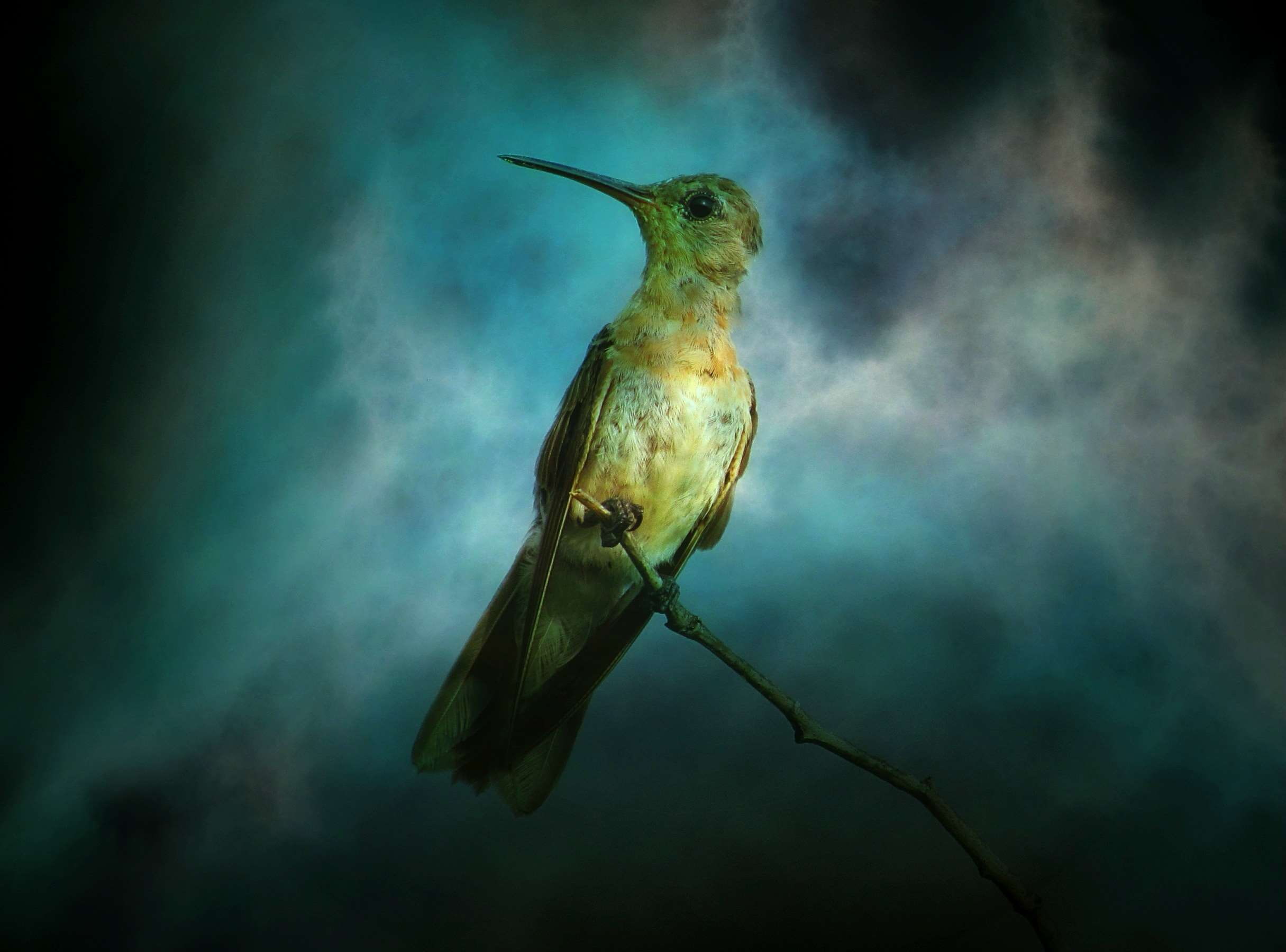 composing, vertebrate, exotic, texture, animal, background, day, textured effect, design, no people, nature, beauty in nature, close-up, one animal, fly, HD Wallpaper