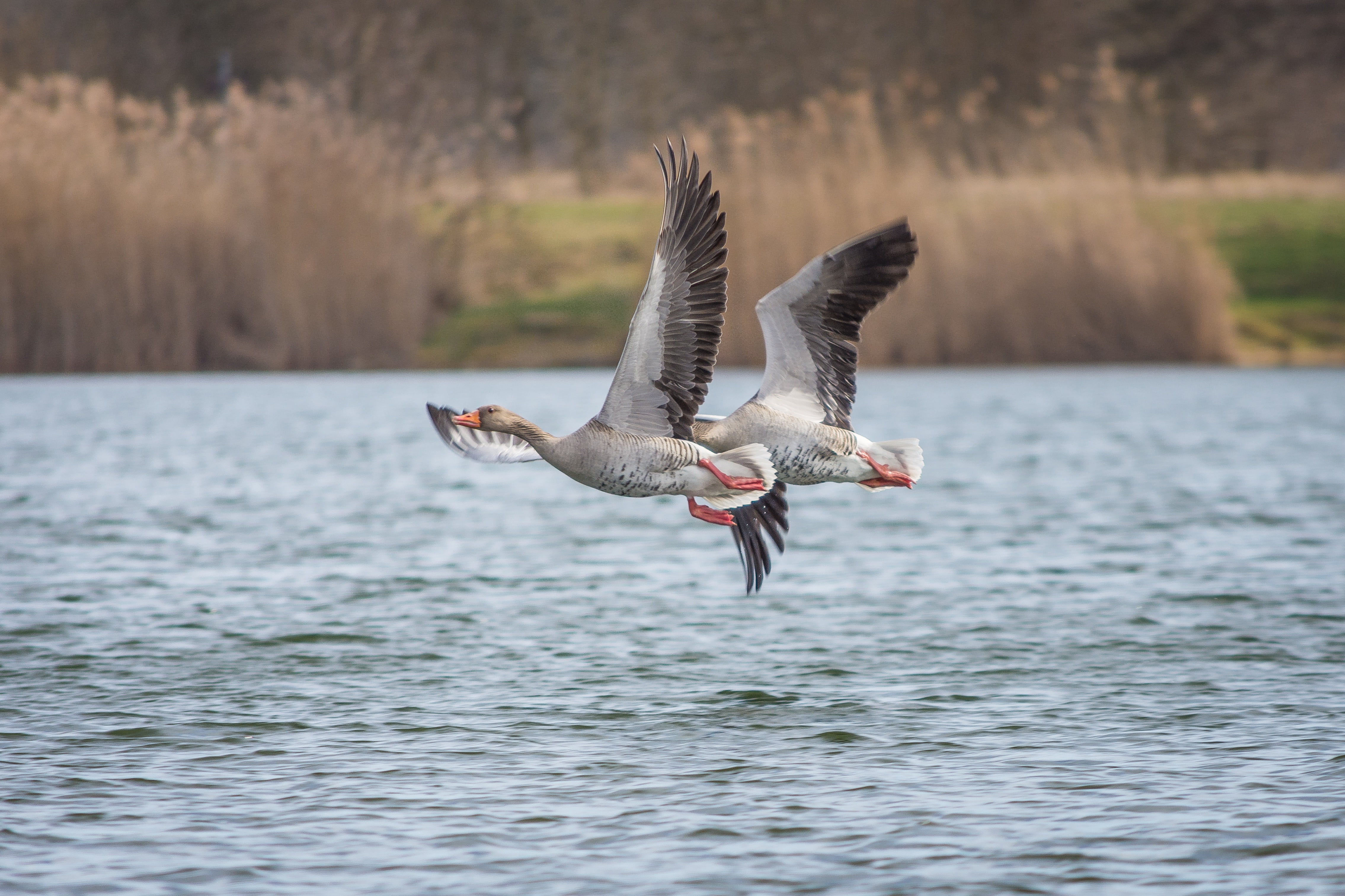 nature, goose, waterfowl, one animal, no people, grey geese, creature, wildlife photography, waterfront, geese, bird flight, greylag goose, poultry, plumage, HD Wallpaper
