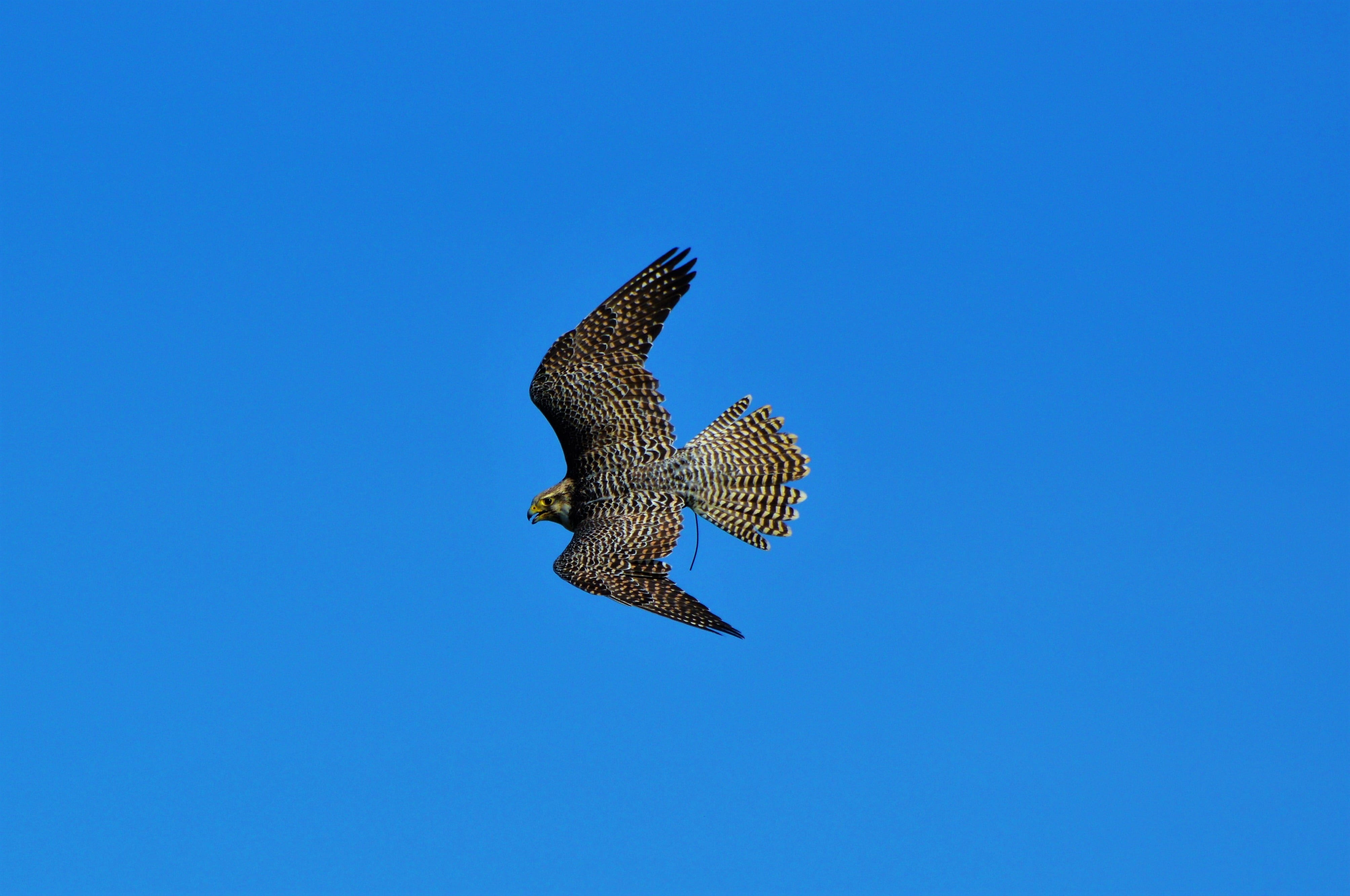 vertebrate, animals in the wild, falcon - bird, bird, animal themes, plumage, nature, flight, animal, animal wildlife, blue background, 4K, wing, directly below, HD Wallpaper