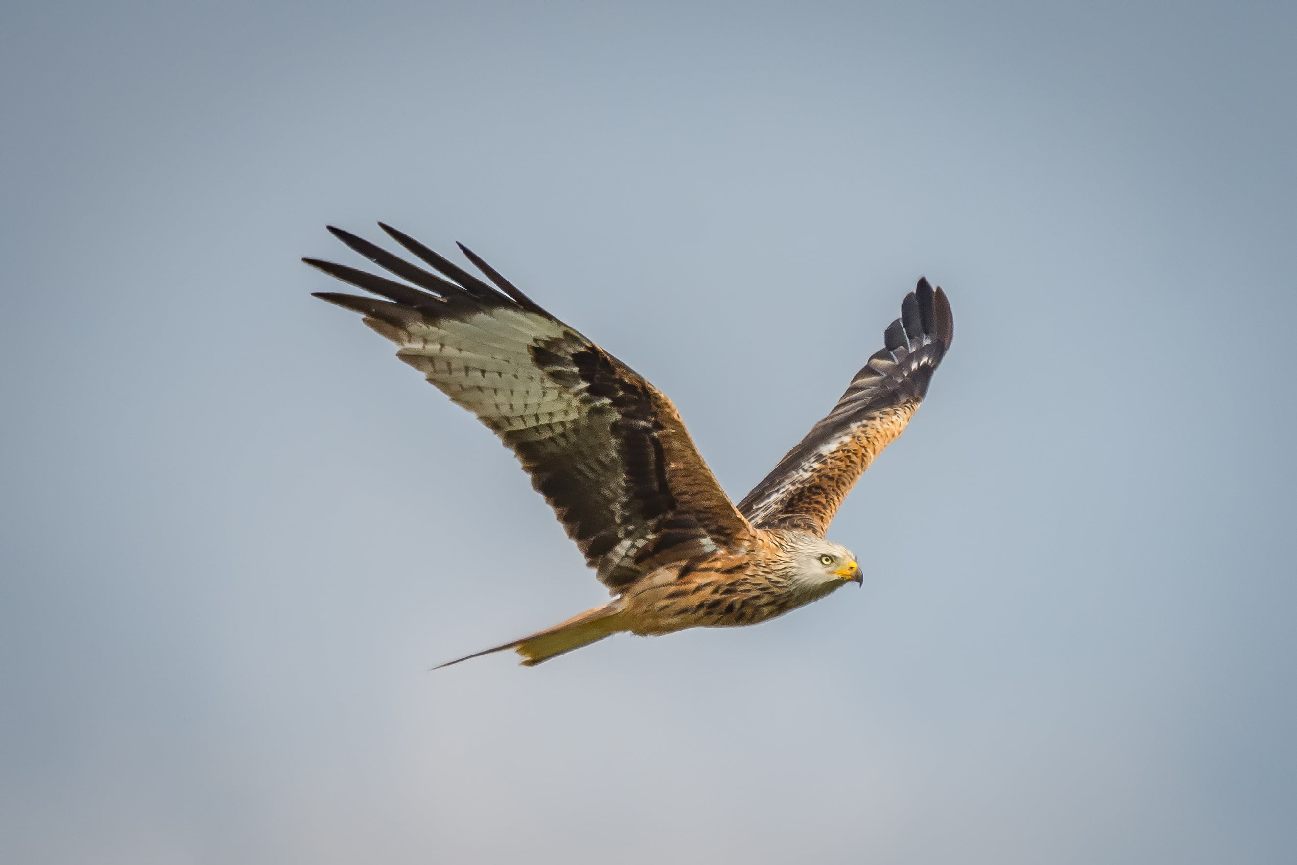 flight, brown, no people, swing, raptors, eagle, nature, plumage, animal body part, wilderness, sky, clear sky, wild animal, carnivores, bill, falcon - bird, HD Wallpaper