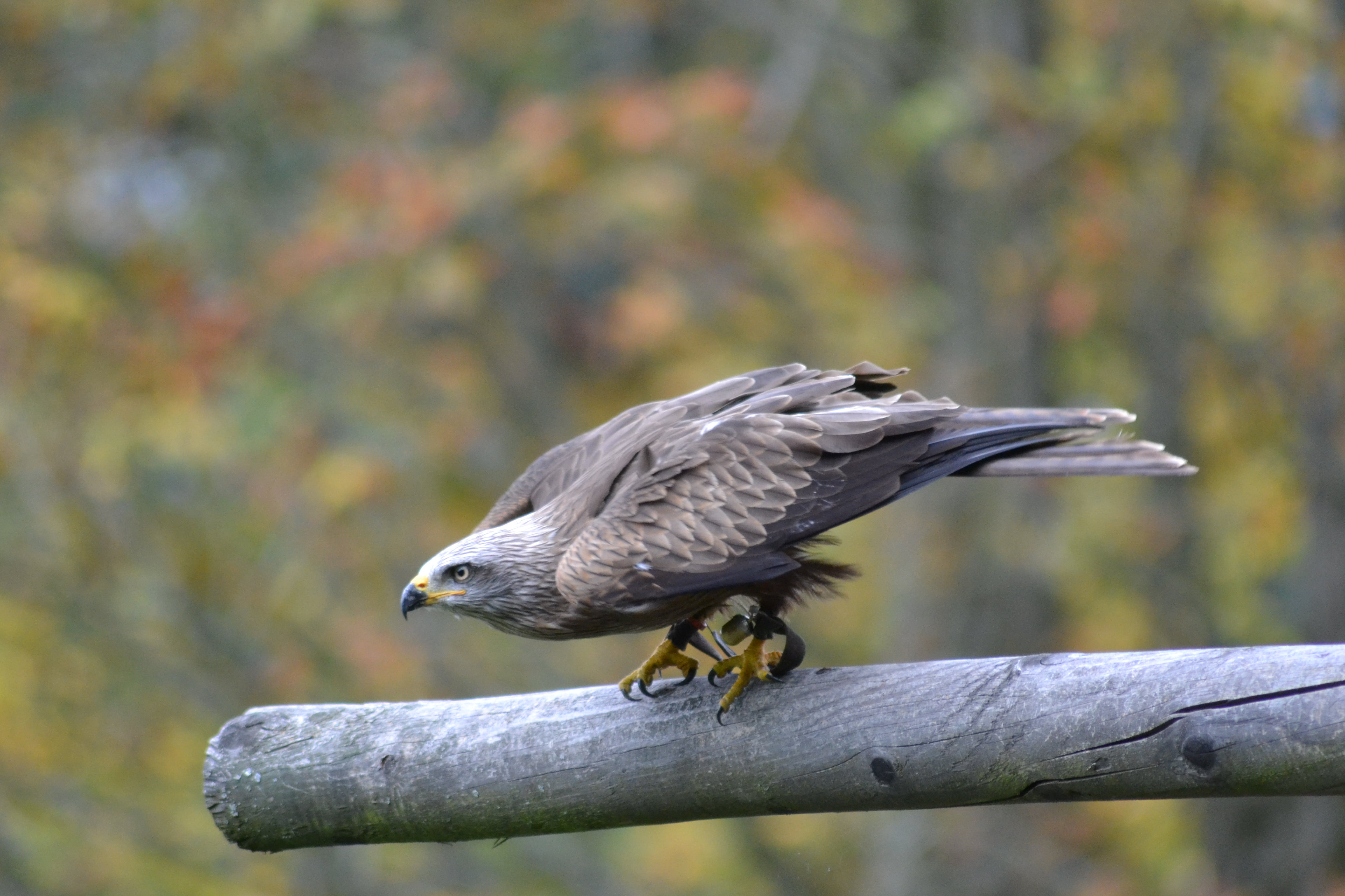 animal Wing, hawk - Bird, birds of prey, animal, 4K, animal wildlife, no people, vertebrate, tree, animal themes, flying, railing, prey, nature, fly, carnivore, HD Wallpaper