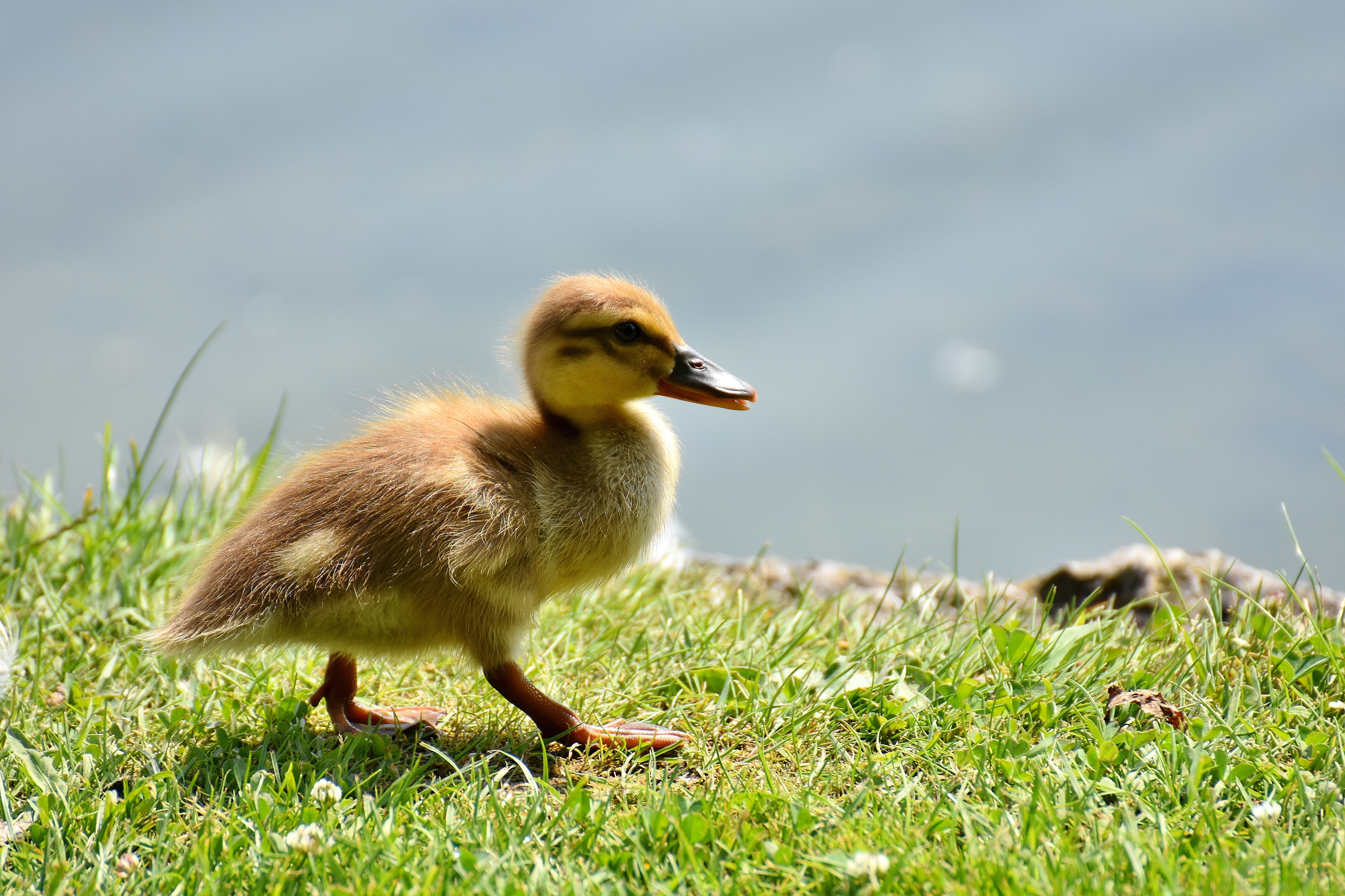 funny, vertebrate, animal portrait, young bird, side view, sweet, water, water bird, outdoors, duck, animal wildlife, day, poultry, no people, young animal, HD Wallpaper