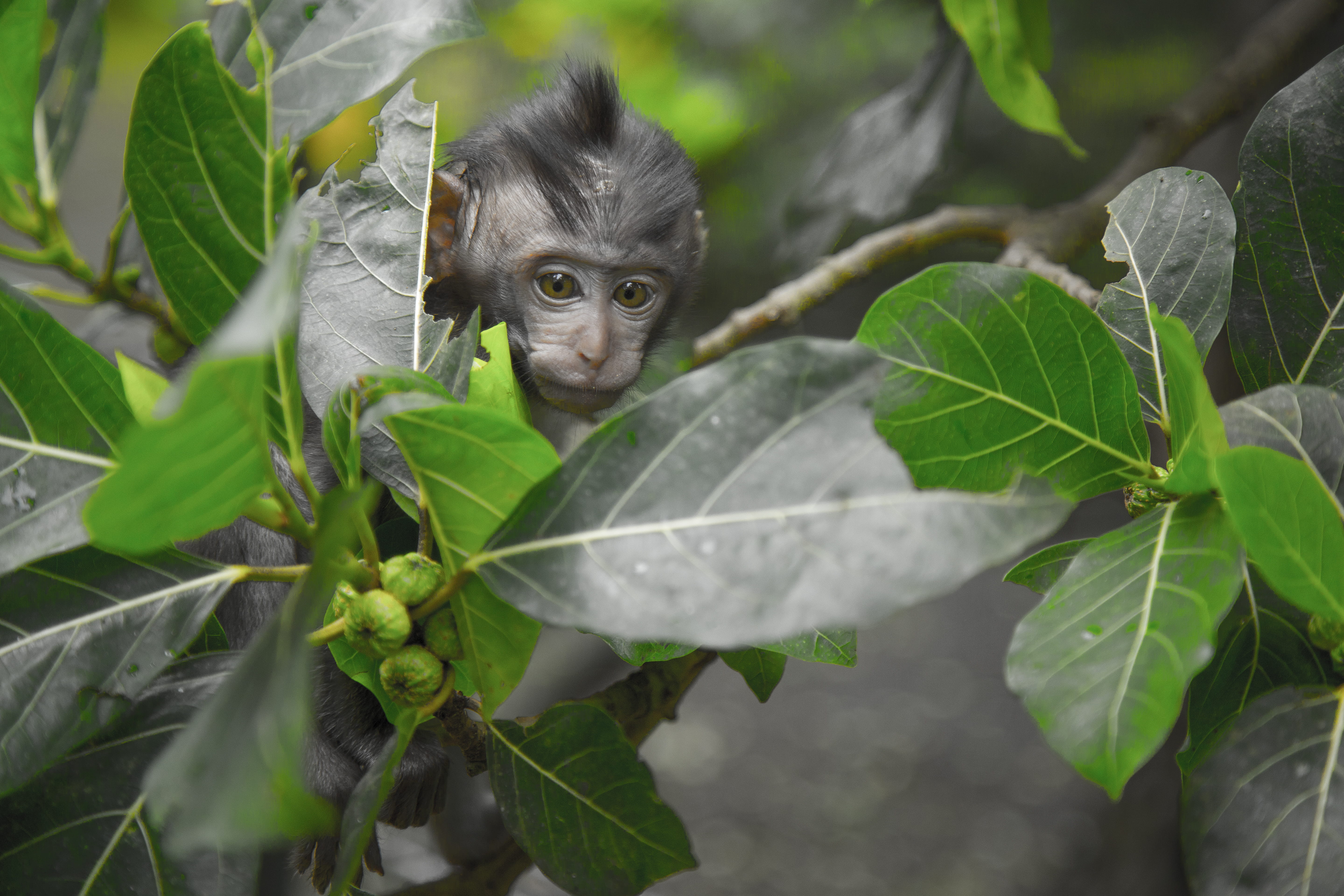 vulnerability, rainforest, hair, leaves, animal photography, baby monkey, colors, primate, day, one animal, mammal, image, vertebrate, black, furry, small, HD Wallpaper