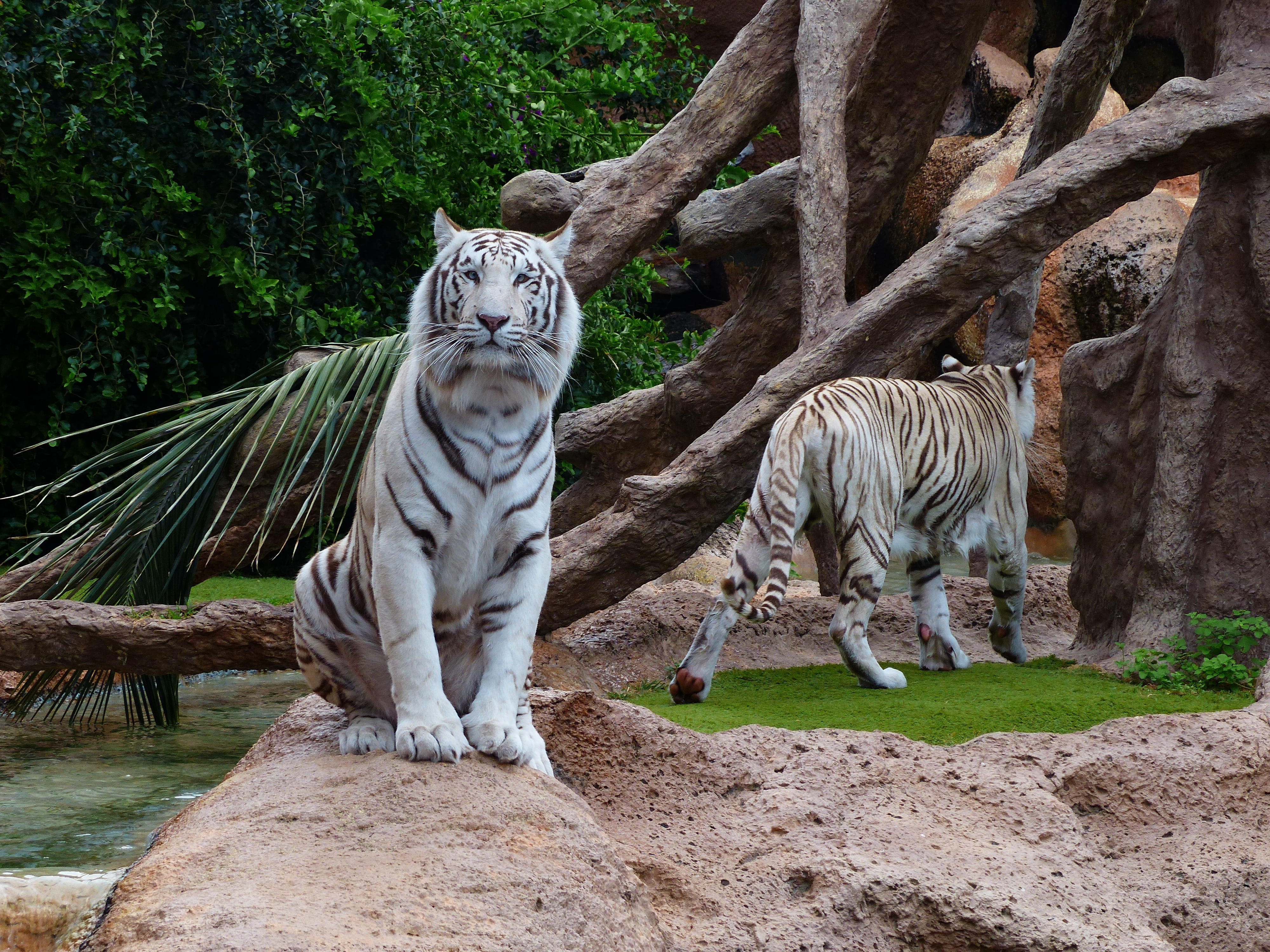 animal themes, indian tiger, white königstieger, feline, tiger, predator, big cat, panthera tigris, mammal, animal wildlife, 4K, tree, rock, plant, white bengal tiger, HD Wallpaper