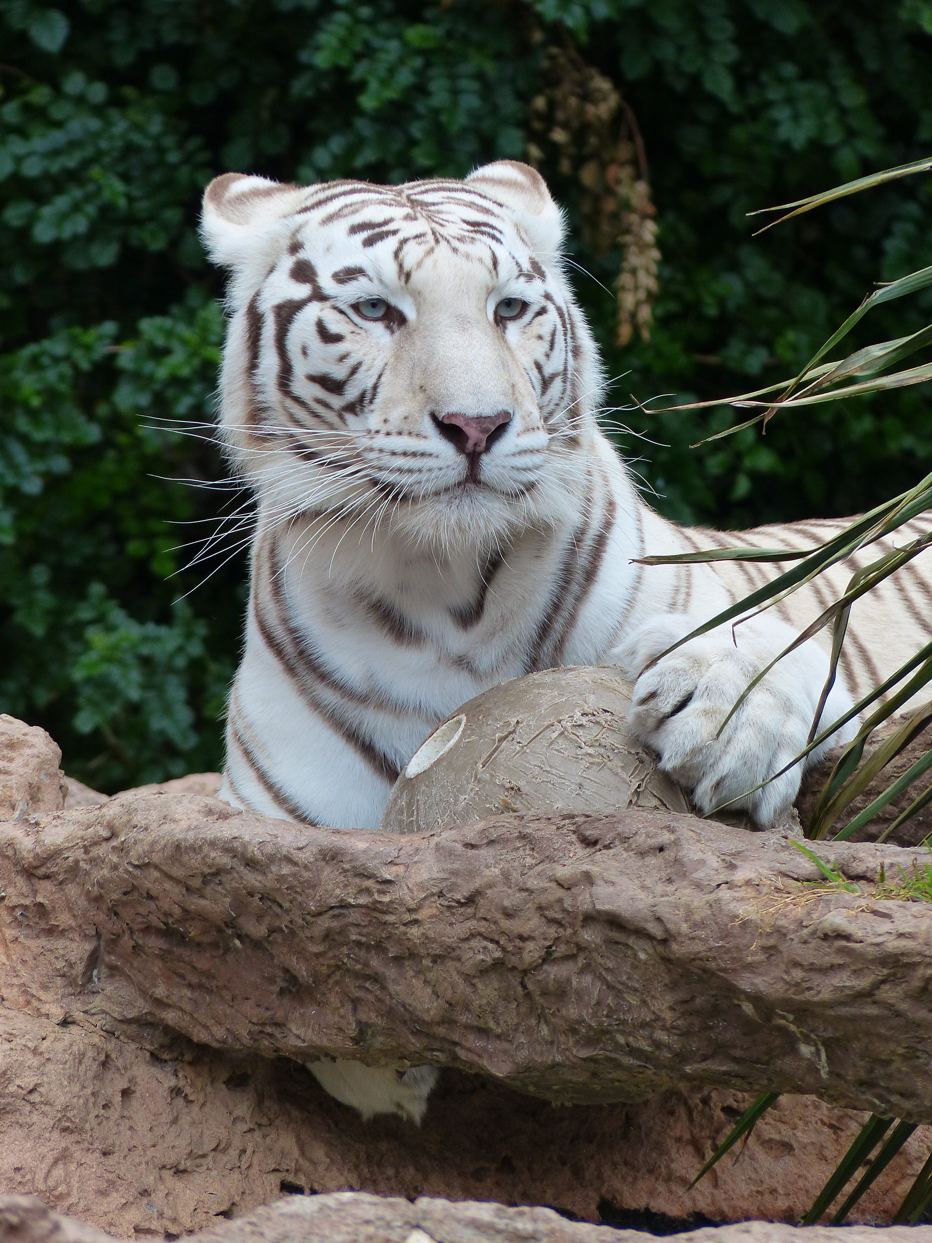 animal, white königstieger, attention, tense, vertebrate, rest, wildcat, predator, day, feline, tree, ground, mammal, cozy, white, bengal tiger, sitting, Phone HD Wallpaper