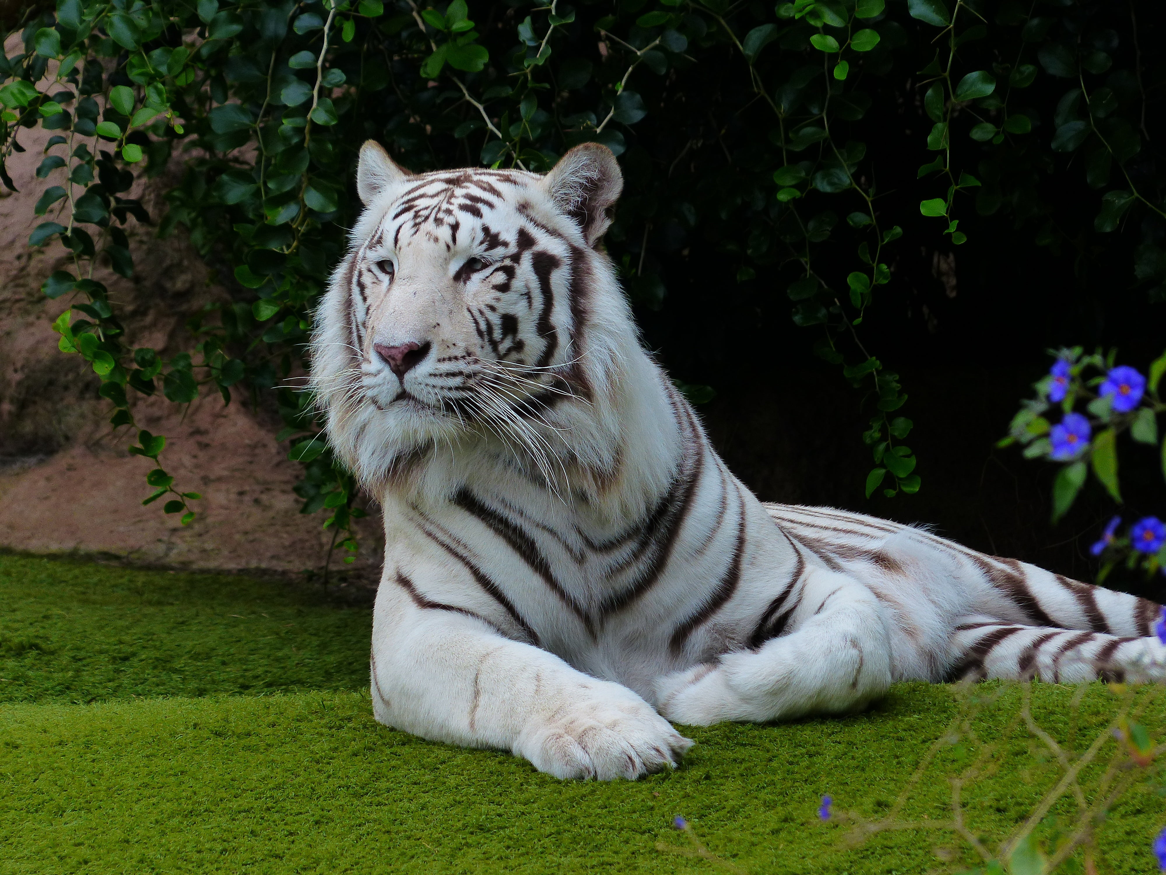 rest, carnivora, white, white königstieger, no people, animal wildlife, nature, day, ground, wildcat, one animal, king tiger, noble, feline, animal, vertebrate, HD Wallpaper