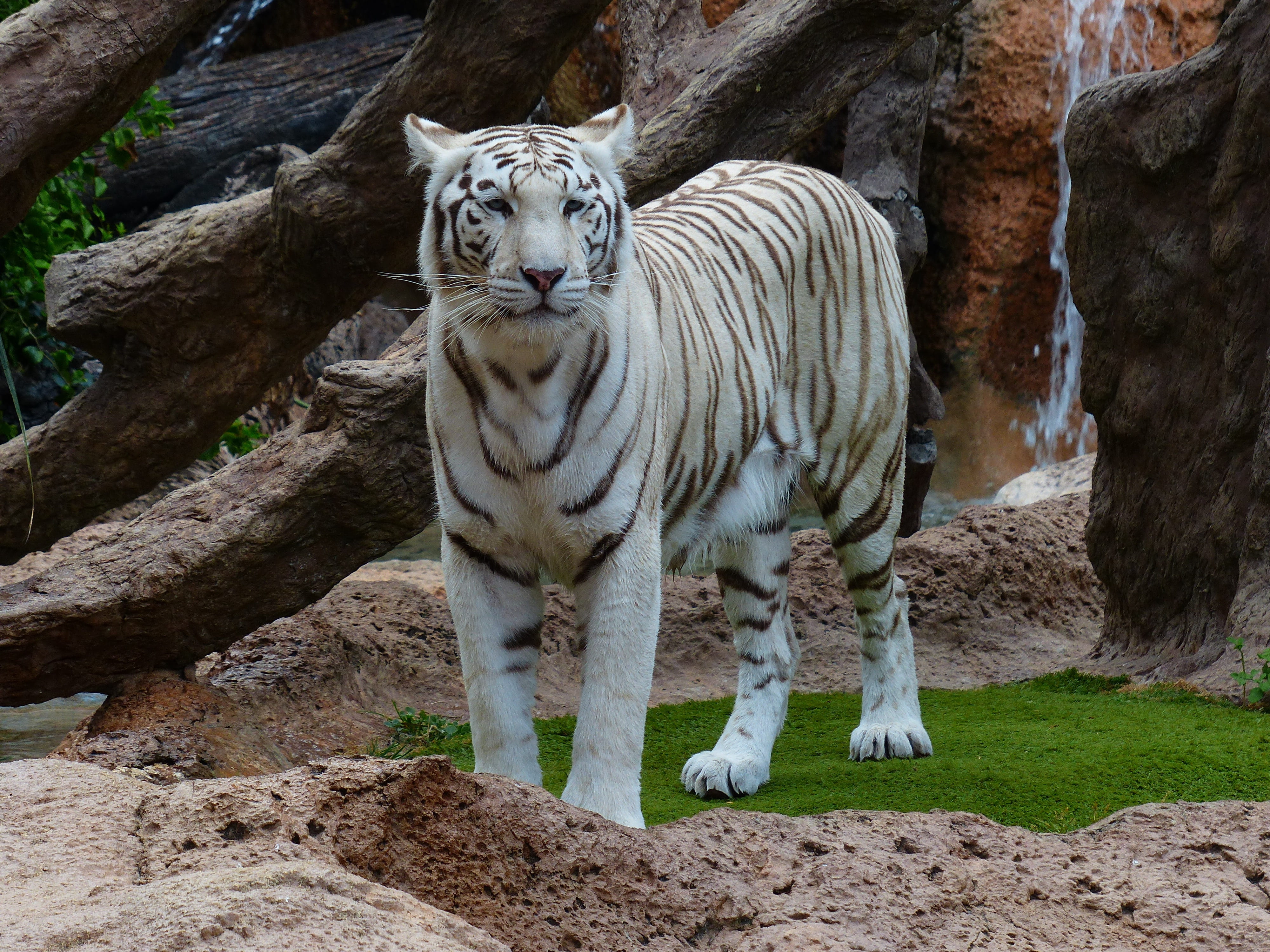 zoo, vertebrate, white bengal tiger, animal, animal wildlife, king tiger, mammal, panthera tigris, majestic, nature, cat, sublime, animals in captivity, HD Wallpaper