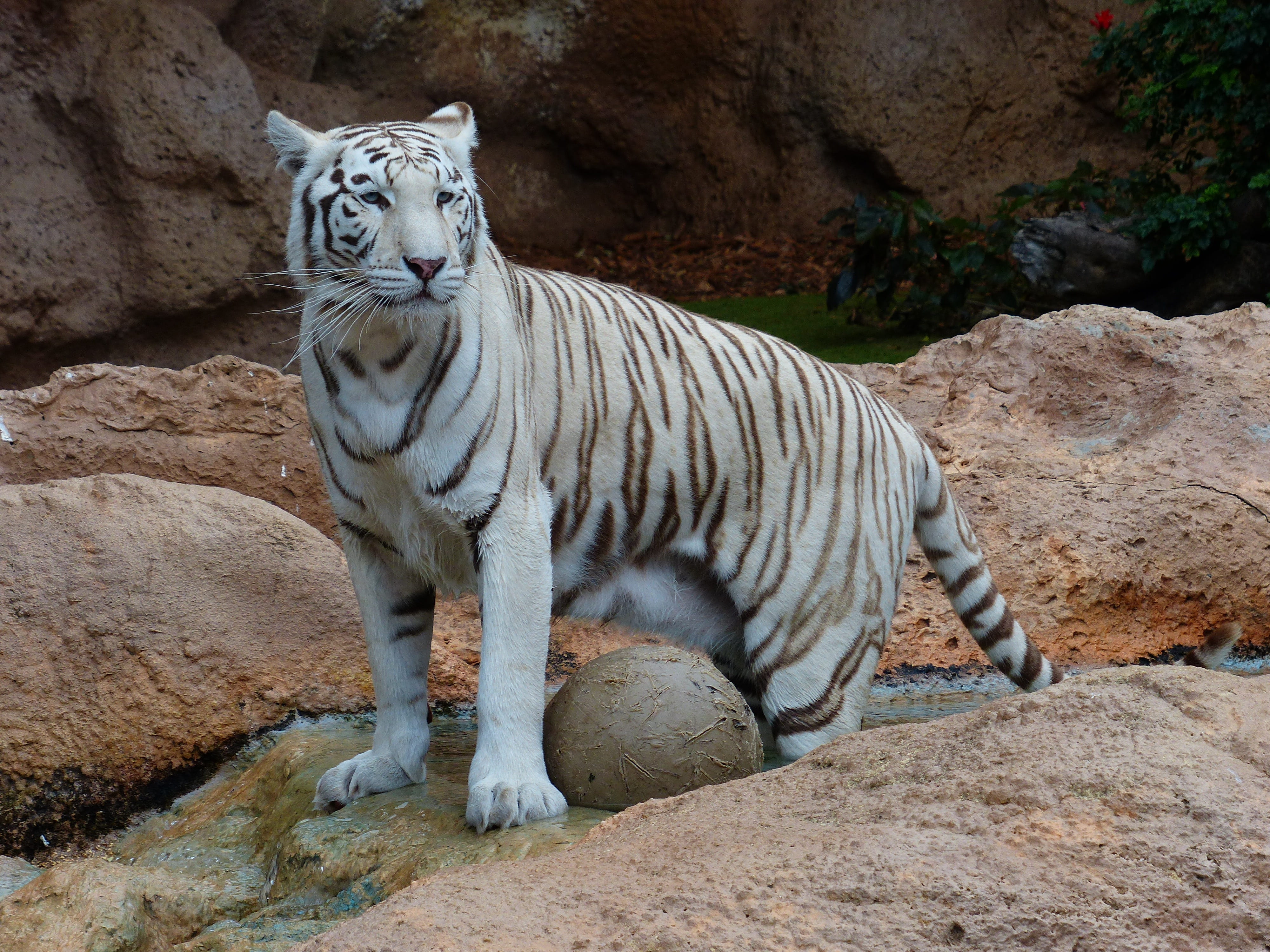 animal wildlife, rock - object, predator, wildcat, indian tiger, animals in the wild, white, no people, animal, rock, solid, sublime, one animal, vertebrate, HD Wallpaper