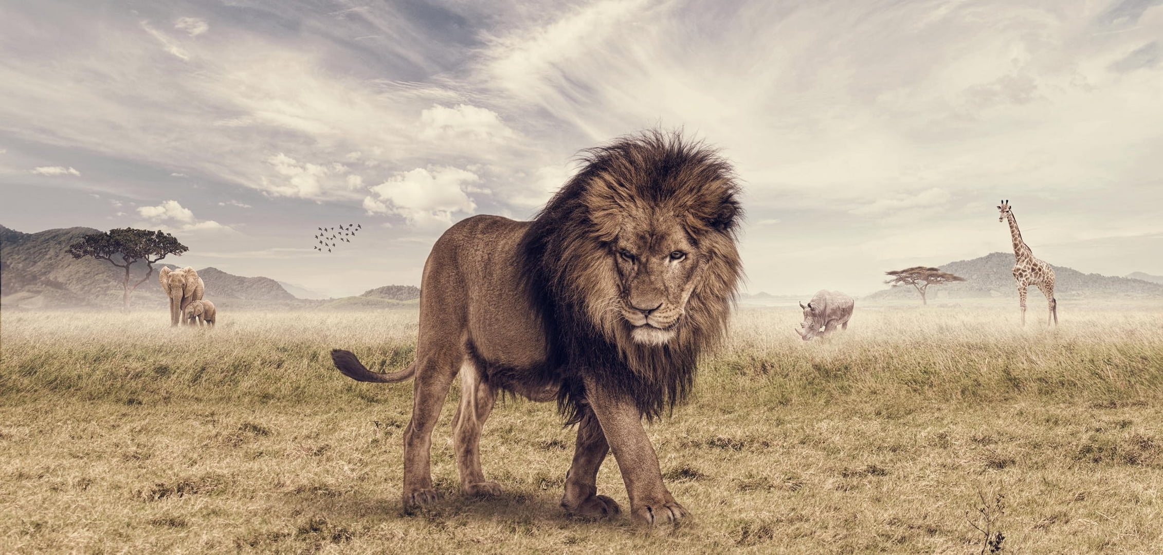 plain, safari Animals, land, mane, east Africa, Savannah, asia, brown, majestic, feline, Leo, livestock, animal Themes, nature, africa, cloud - sky, domestic, HD Wallpaper
