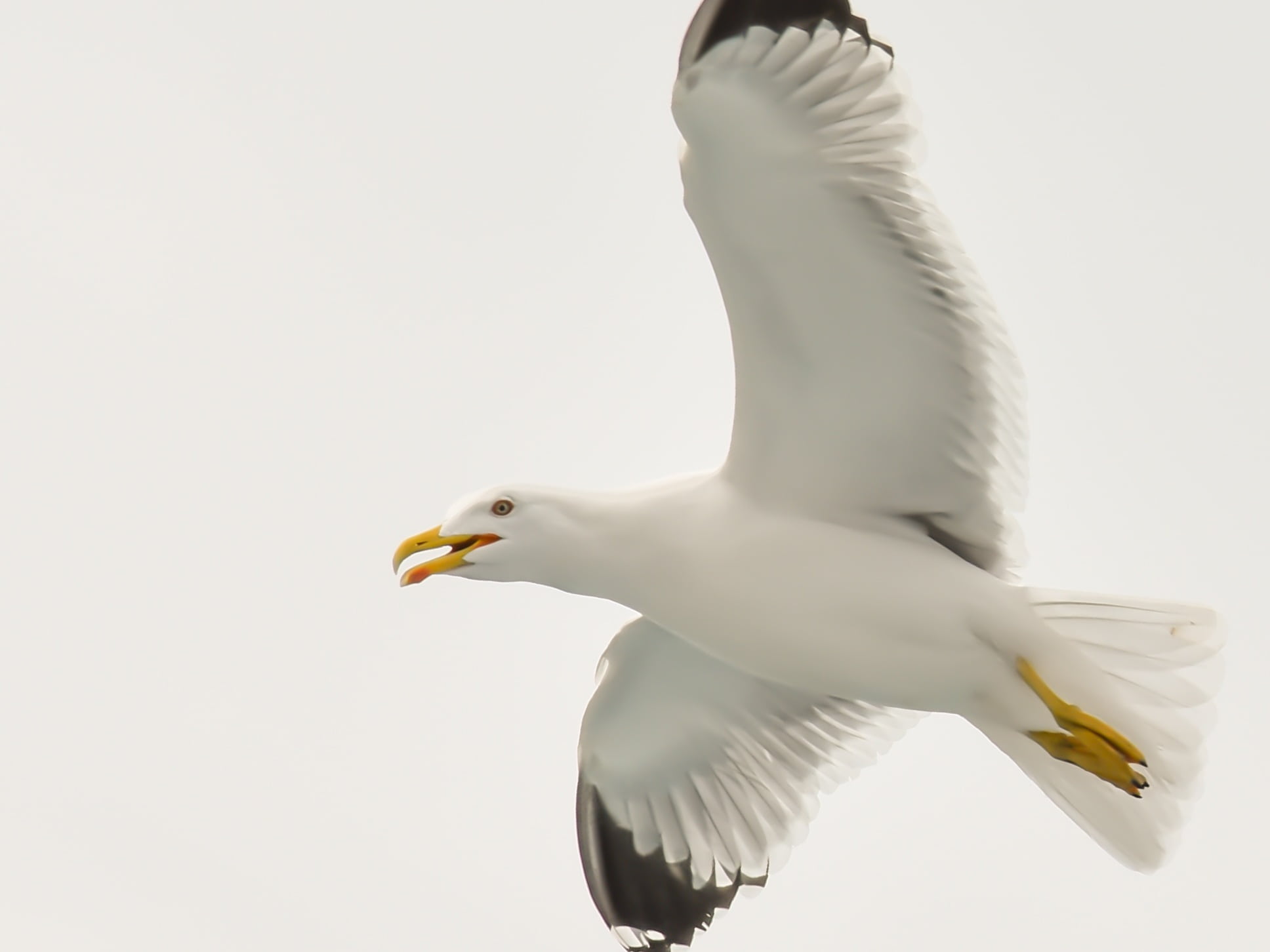black, animal wildlife, gull, sea, no people, seagull, one animal, aegean, white, mouth open, animals in the wild, greece, spread wings, wing, white color, HD Wallpaper