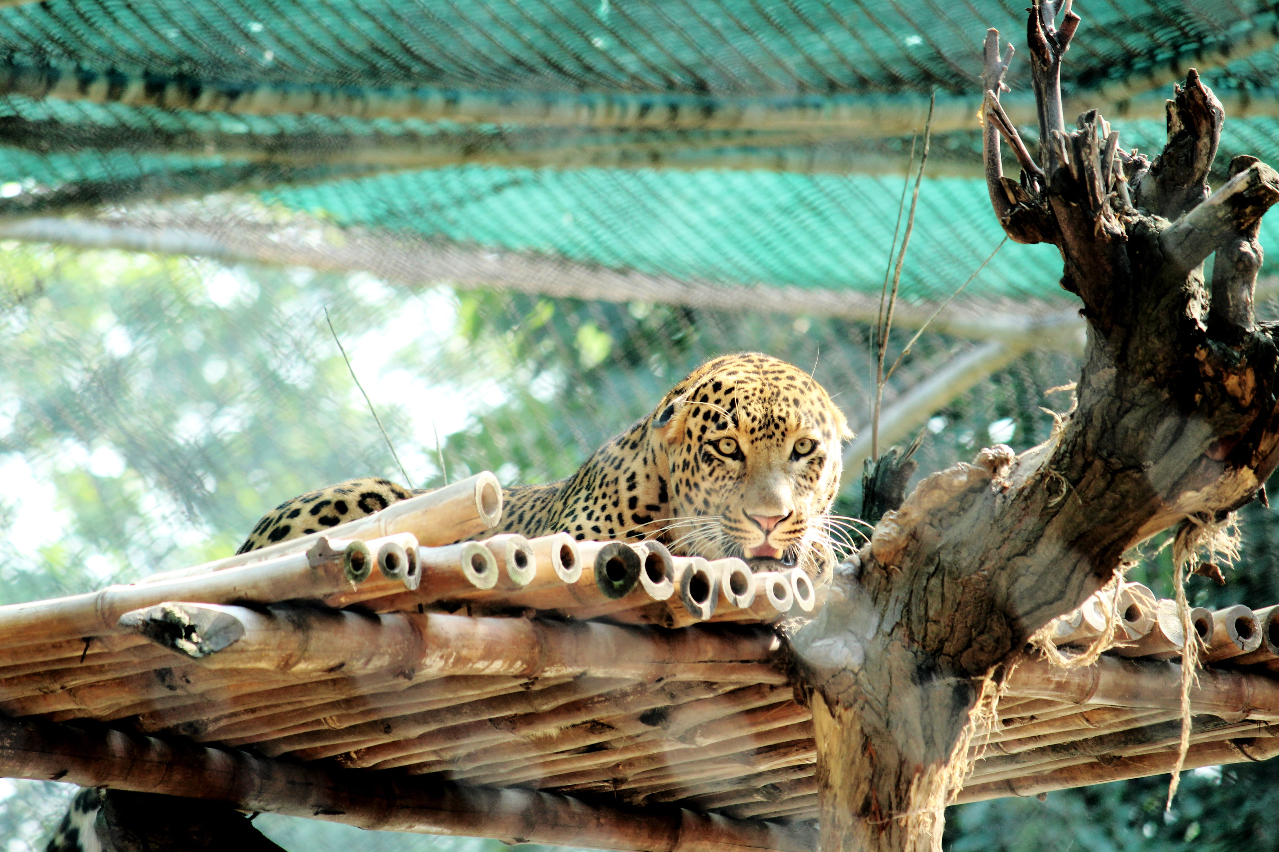 giraffe, no people, jungle, monkey, animal themes, cat, one animal, nature, undomesticated Cat, mammal, animals In The Wild, day, leopard, africa, zoo, HD Wallpaper